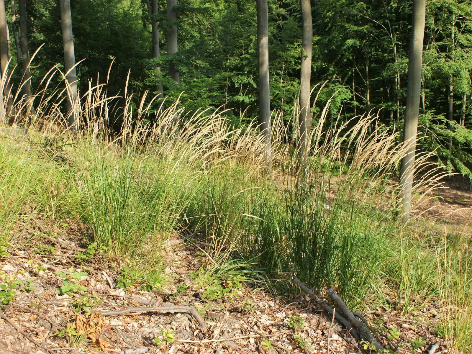 Korean Feather Grass (Calamagrostis Brachytricha) — Ideal for mass plantings and borders for a soft, textured effect; scientifically named, image 44