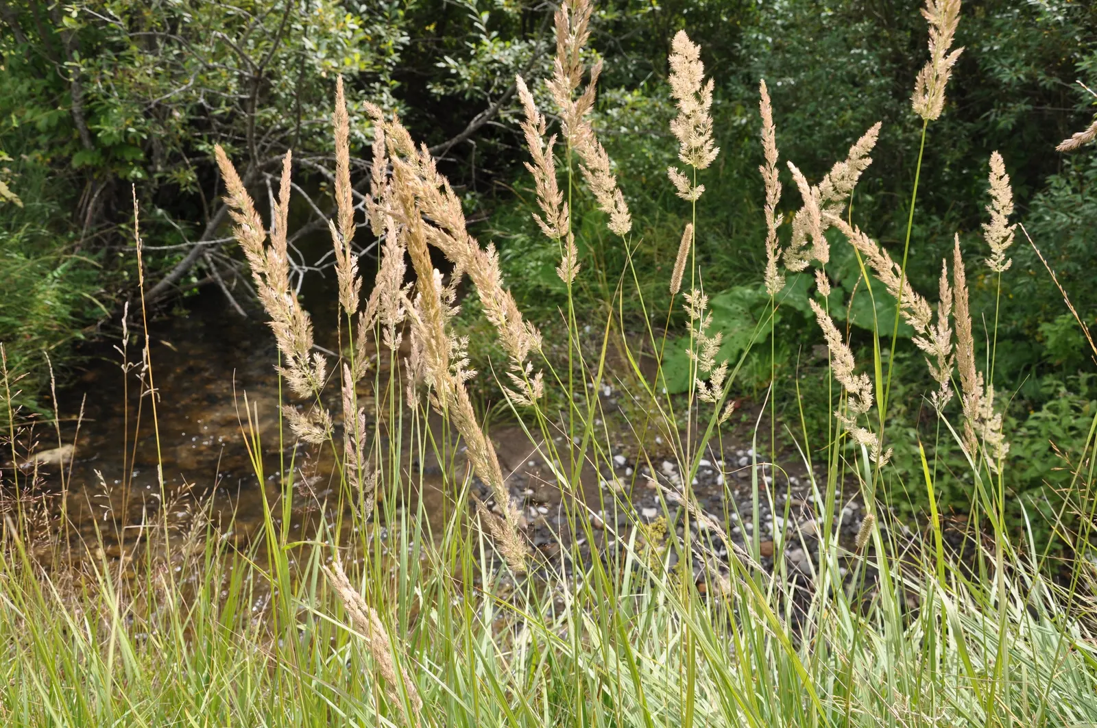 Korean Feather Grass (Calamagrostis Brachytricha) — the plumes exhibit a pinkish hue that gradually transforms into a silvery-white as the season progresses