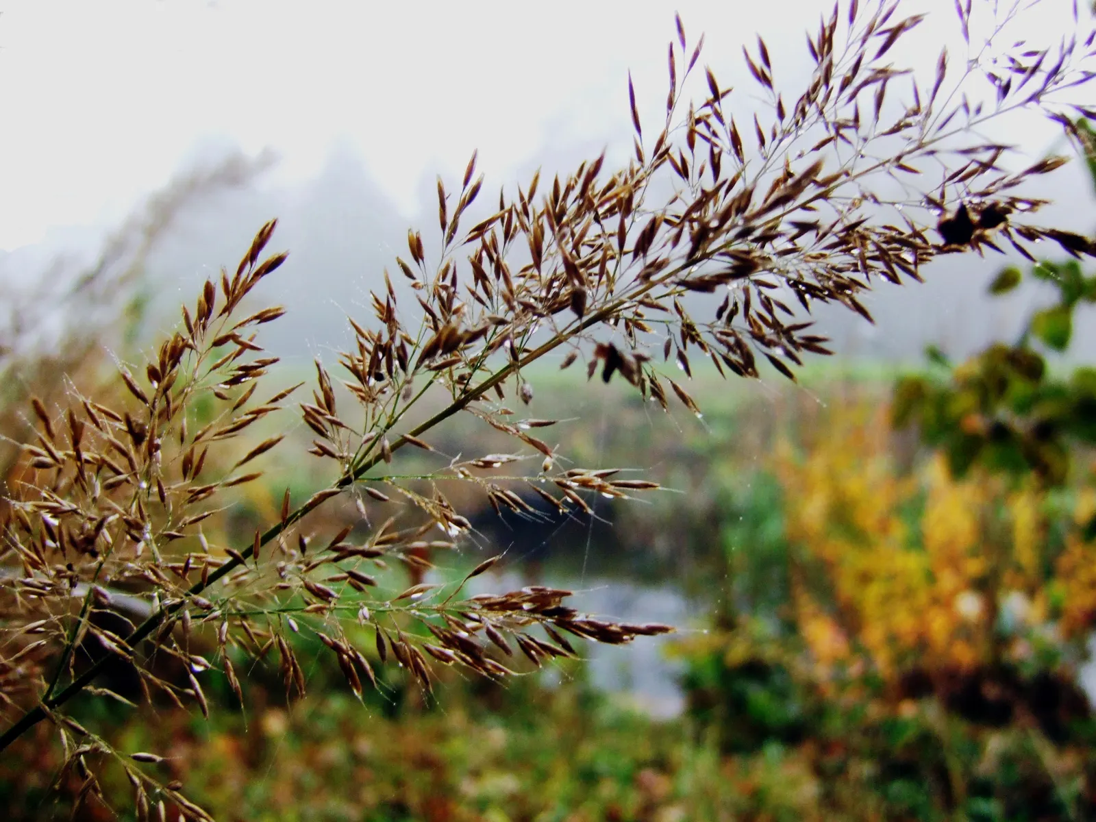 Korean Feather Grass (Calamagrostis Brachytricha) — it is notably adaptable and can tolerate a degree of drought once established.<br><br>For, image 34