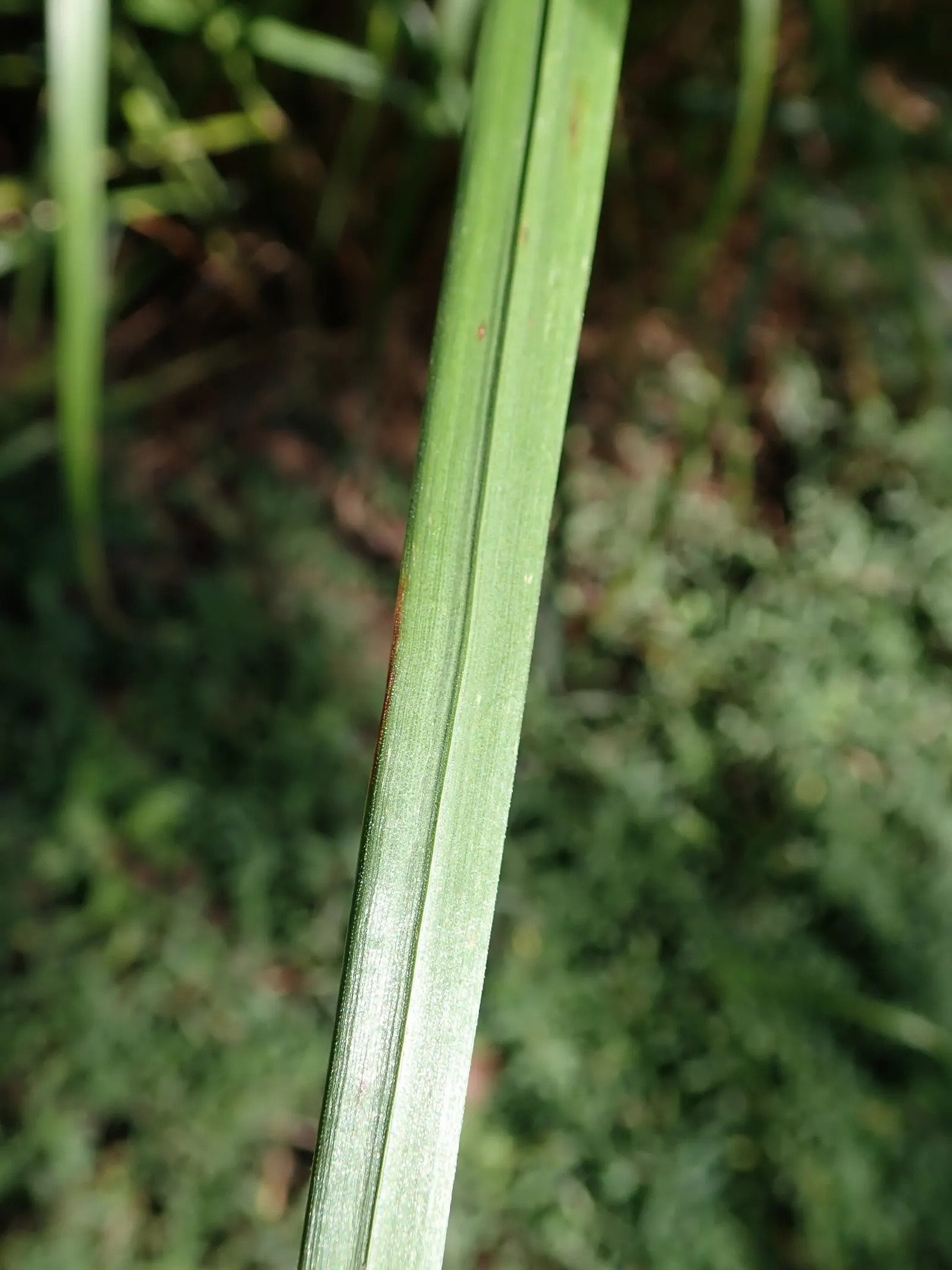 Korean Feather Grass (Calamagrostis Brachytricha) — scientifically named Calamagrostis brachytricha