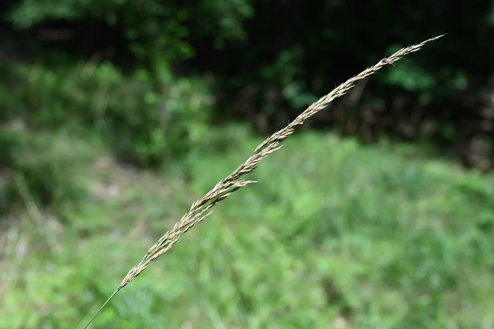 Korean Feather Grass (Calamagrostis Brachytricha) — scientifically named Calamagrostis brachytricha; demonstrating a preference for moist, image 45