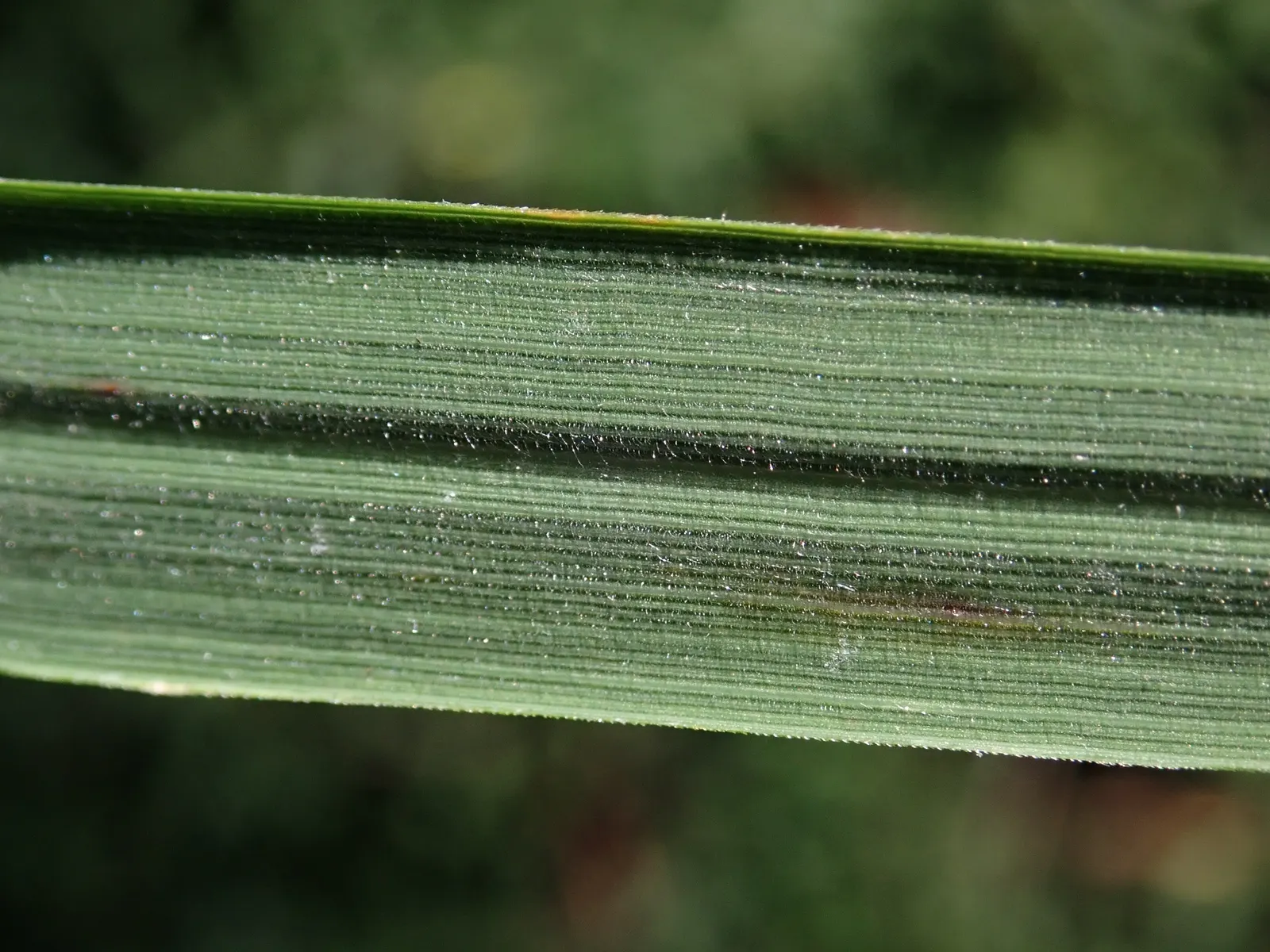 Korean Feather Grass (Calamagrostis Brachytricha) — cutting back the foliage in early spring promotes fresh growth and maintains its tidy form; this