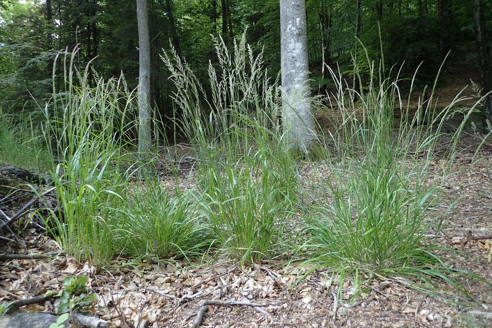 Korean Feather Grass (Calamagrostis Brachytricha) — Thriving in USDA zones 4-9, it reaches up to 4 feet tall and 2 feet wide in full sun to part, image 41