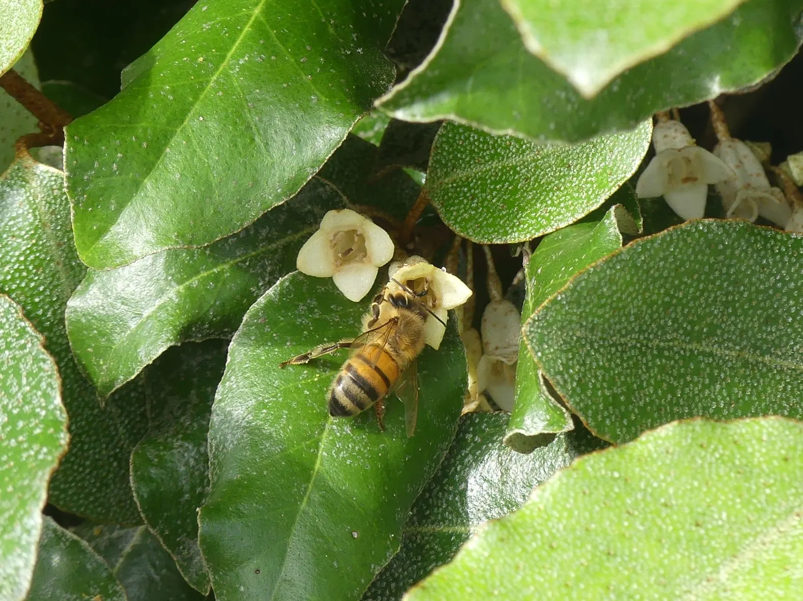 Ebbinge's Silverberry (Elaeagnus X Ebbingei) — or windbreak due to its dense growth