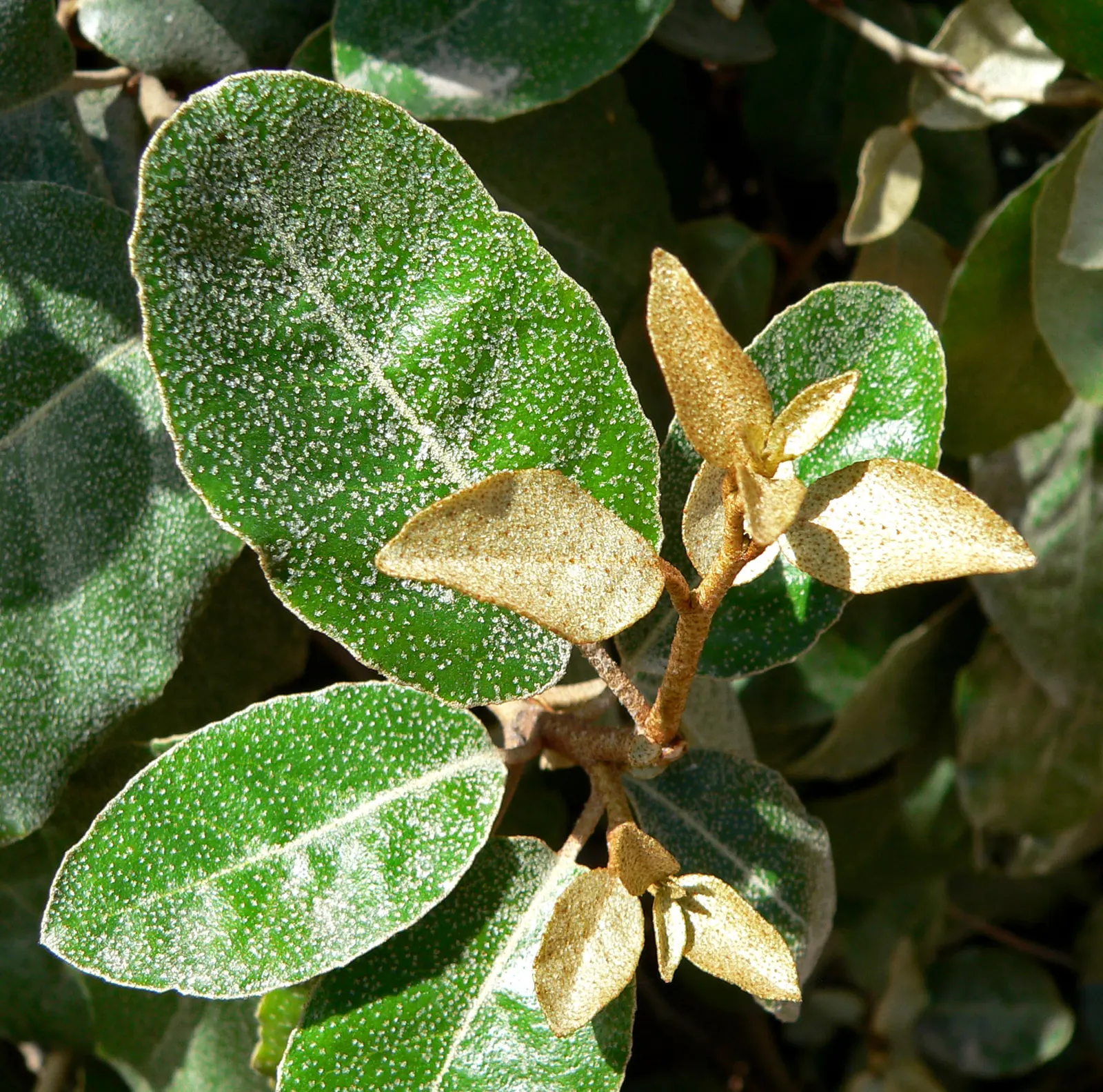 Ebbinge's Silverberry (Elaeagnus X Ebbingei) — commonly called Ebbinge's Silverberry; this robust plant thrives in a range of soil types and conditions