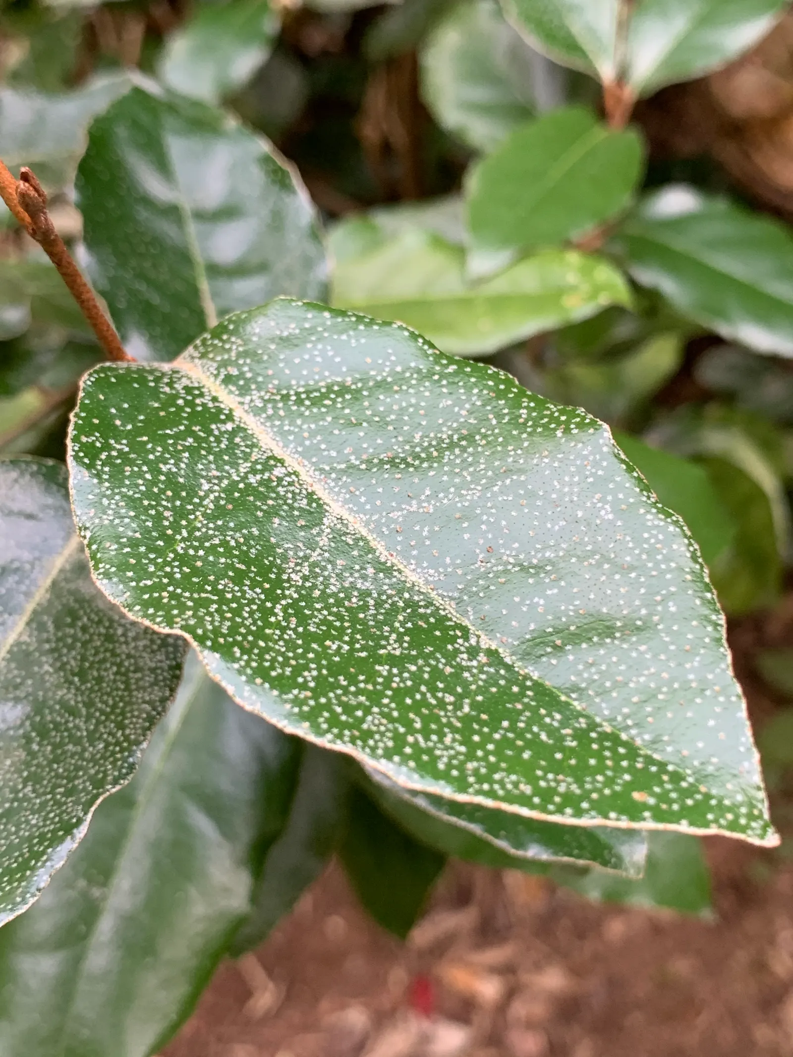 Ebbinge's Silverberry (Elaeagnus X Ebbingei) — It thrives in full sun to part shade and adapts well to various soil types