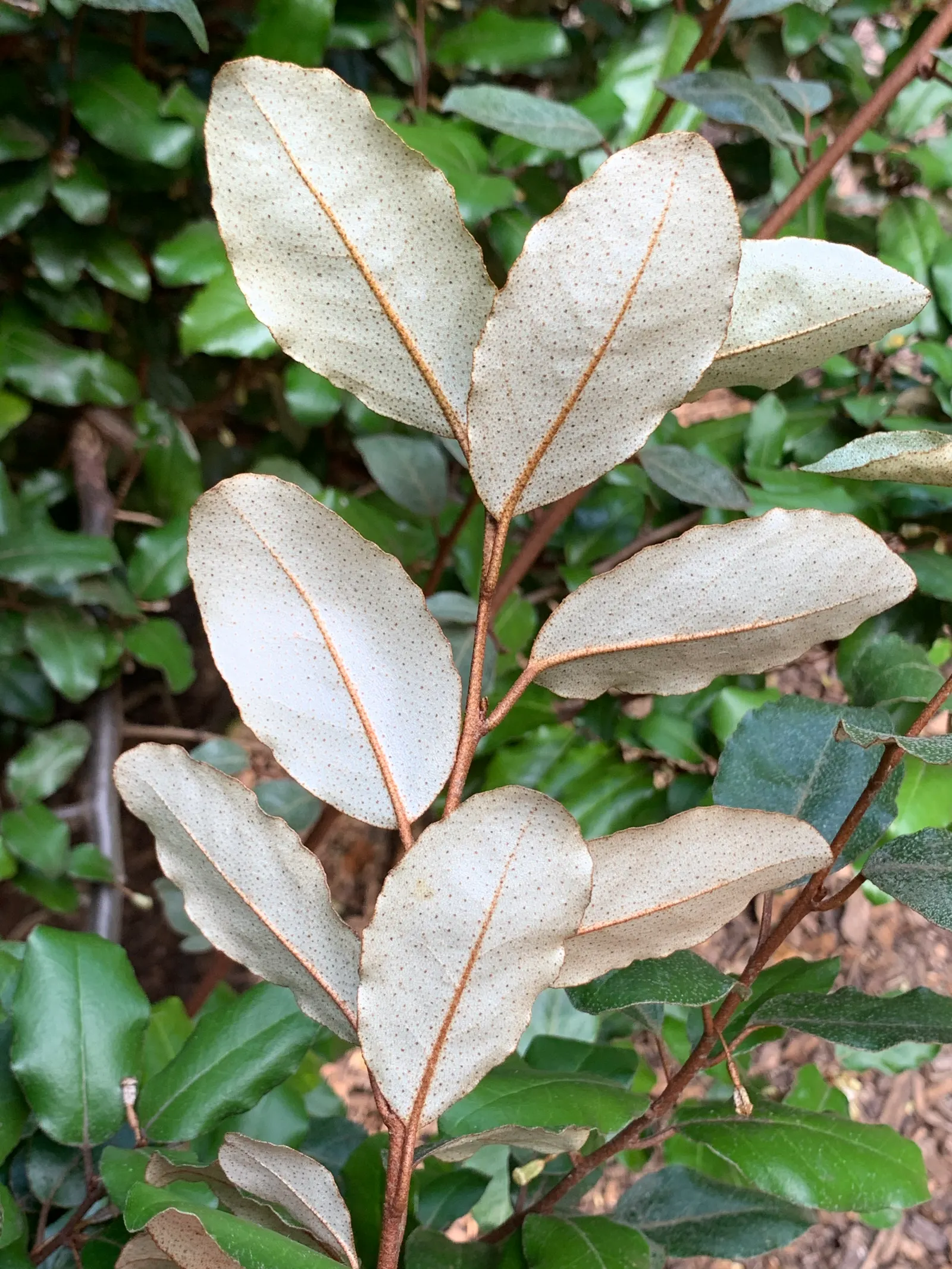 Ebbinge's Silverberry (Elaeagnus X Ebbingei) — white flowers in the garden
