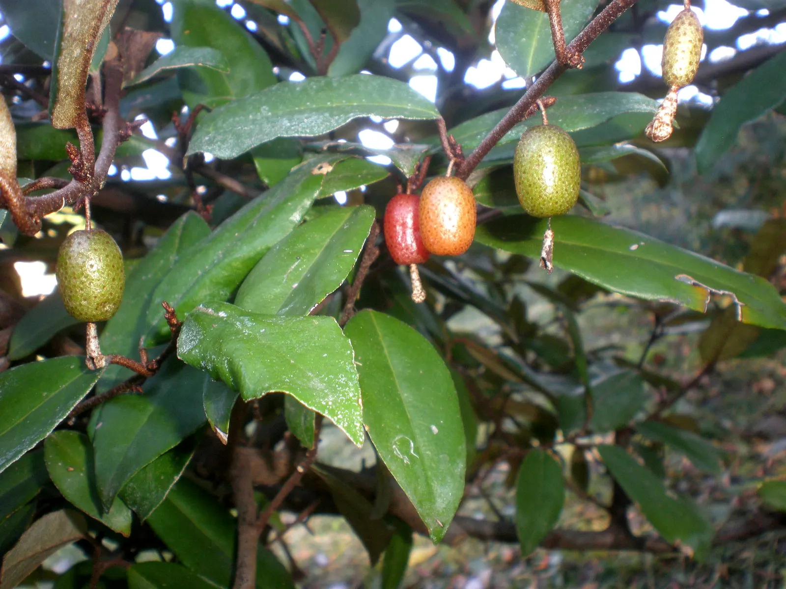 Ebbinge's Silverberry (Elaeagnus X Ebbingei) — including salt spray and wind