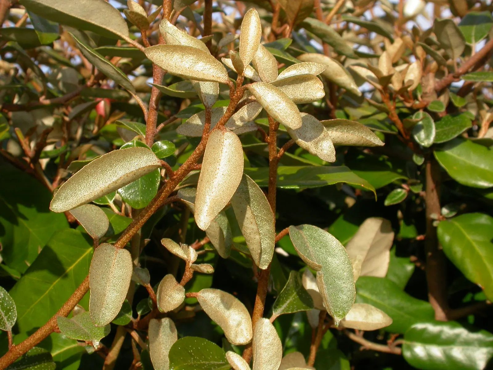 Ebbinge's Silverberry (Elaeagnus X Ebbingei) — which may go unnoticed visually but are sure to delight with their sweet aroma