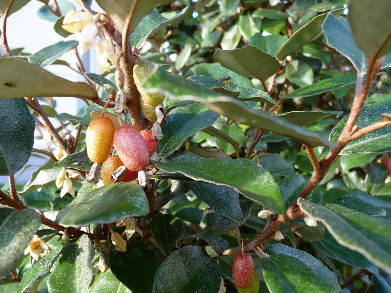 Ebbinge's Silverberry (Elaeagnus X Ebbingei) — making it an excellent choice for coastal landscapes