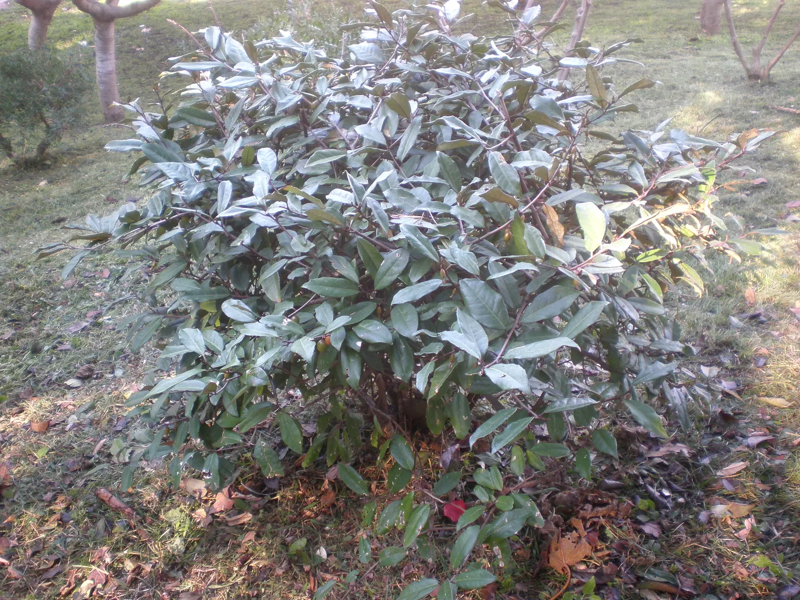 Ebbinge's Silverberry (Elaeagnus X Ebbingei) — is an evergreen shrub that typically reaches 8-10 ft tall and wide