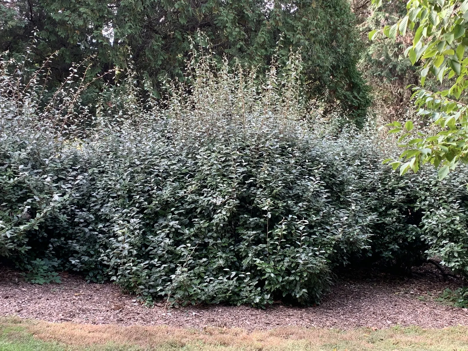 Ebbinge's Silverberry (Elaeagnus X Ebbingei) — broadleaf evergreen / shrub with white blooms