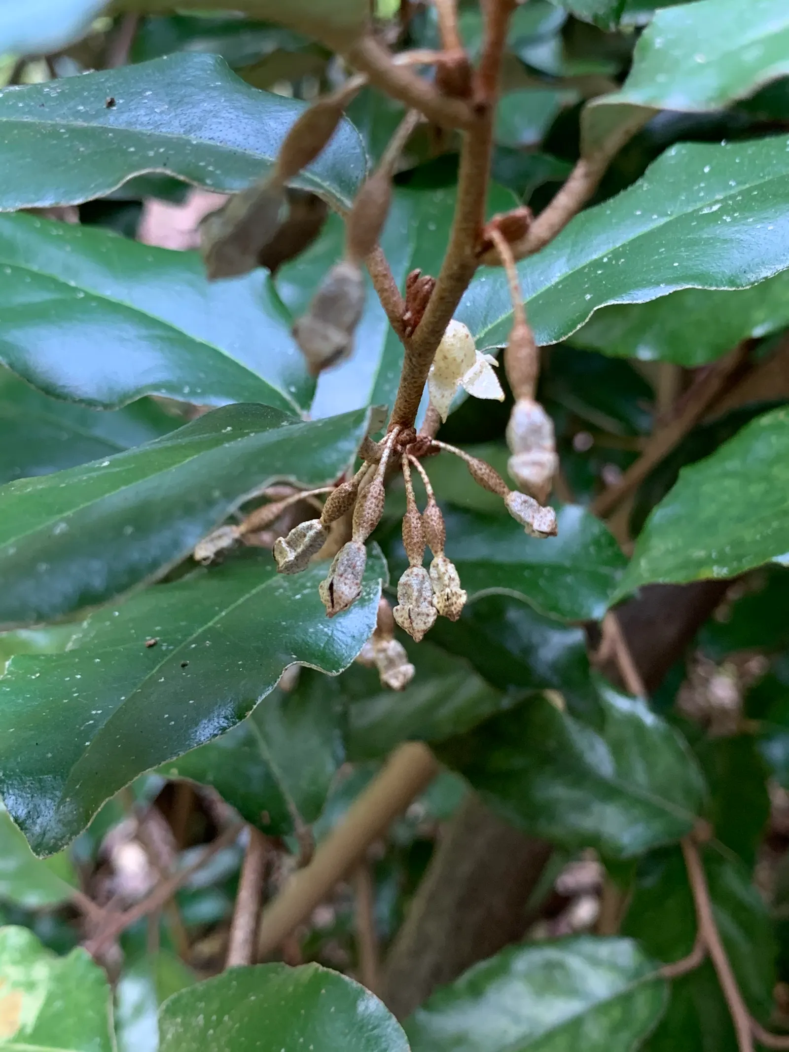 Ebbinge's Silverberry (Elaeagnus X Ebbingei) — although it prefers well-drained loams