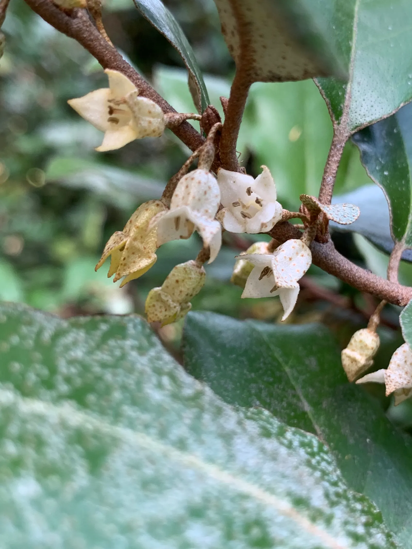 Ebbinge's Silverberry (Elaeagnus X Ebbingei) — it exhibits drought tolerance once established