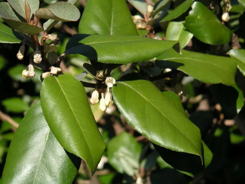 Ebbinge's Silverberry (Elaeagnus X Ebbingei) — prefers full sun to partial shade