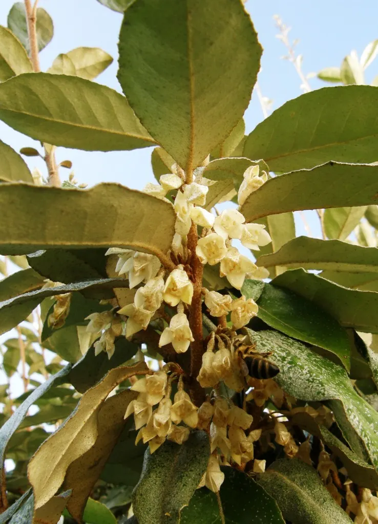 Ebbinge's Silverberry (Elaeagnus X Ebbingei) — large evergreen shrub renowned for its adaptability and ornamental appeal