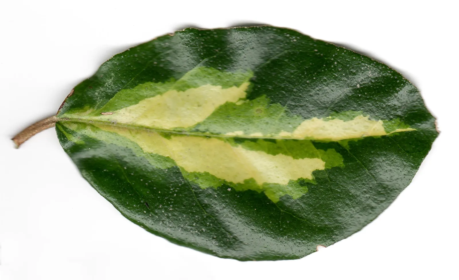 Ebbinge's Silverberry (Elaeagnus X Ebbingei) — This plant's vigorous growth habit allows it to reach a mature height and width of approximately 8 to 10 feet
