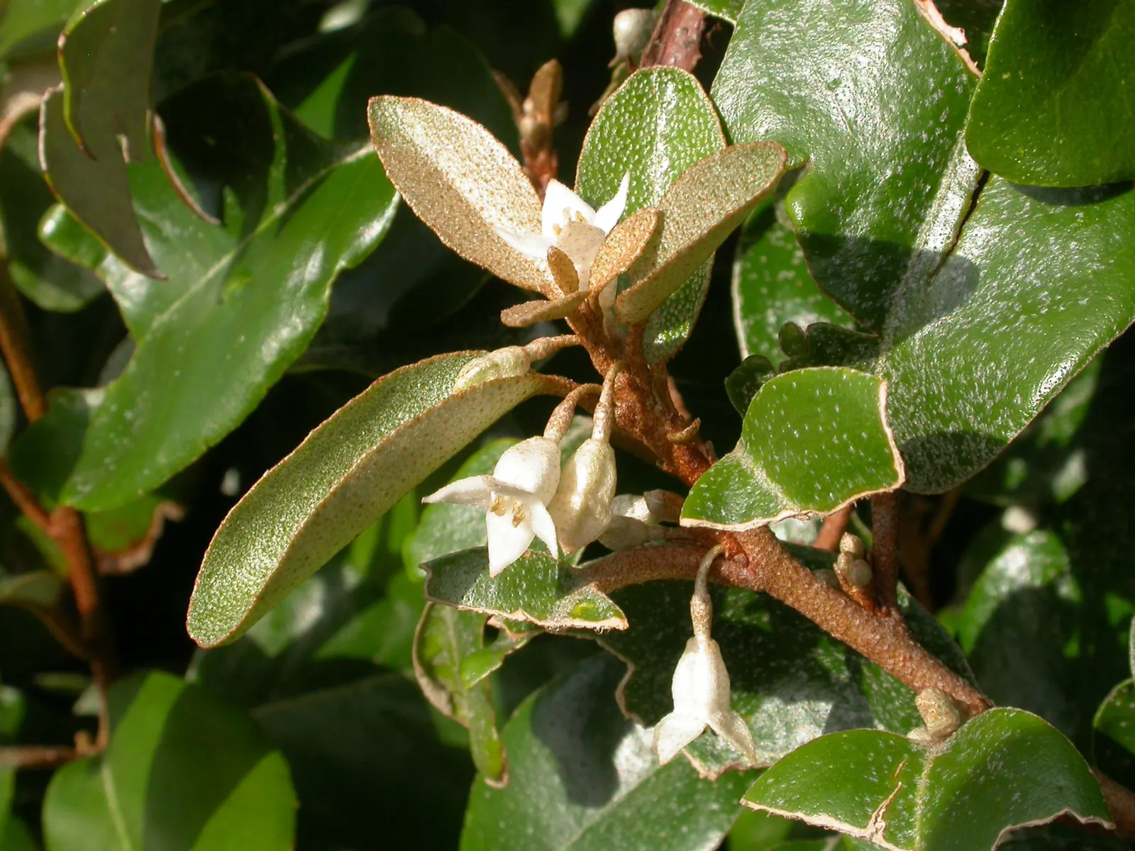 Ebbinge's Silverberry (Elaeagnus X Ebbingei) — making it a versatile choice for hedges or privacy screens