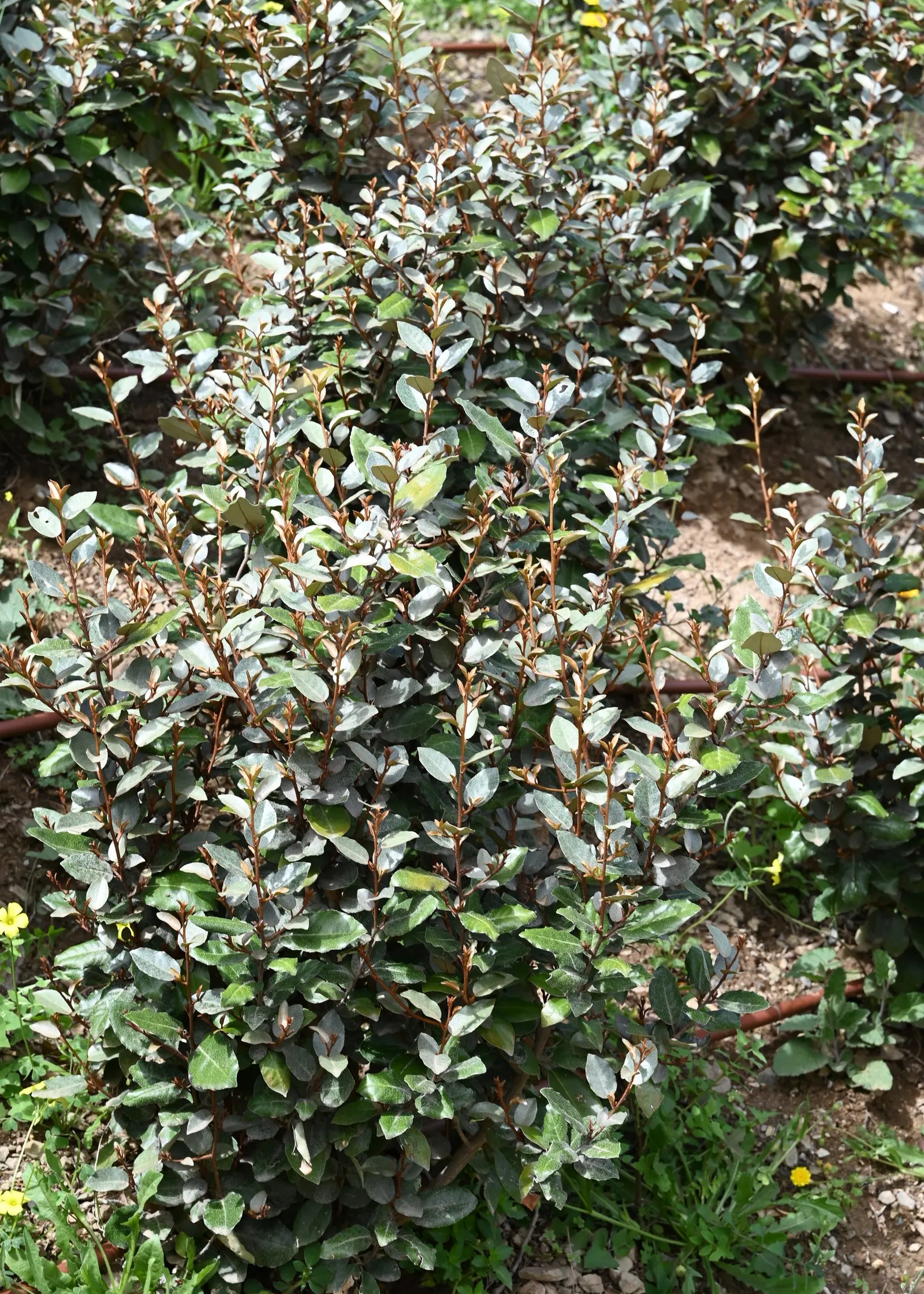 Ebbinge's Silverberry (Elaeagnus X Ebbingei) — It boasts leathery green foliage with silver undersides, producing subtly fragrant white flowers in fall