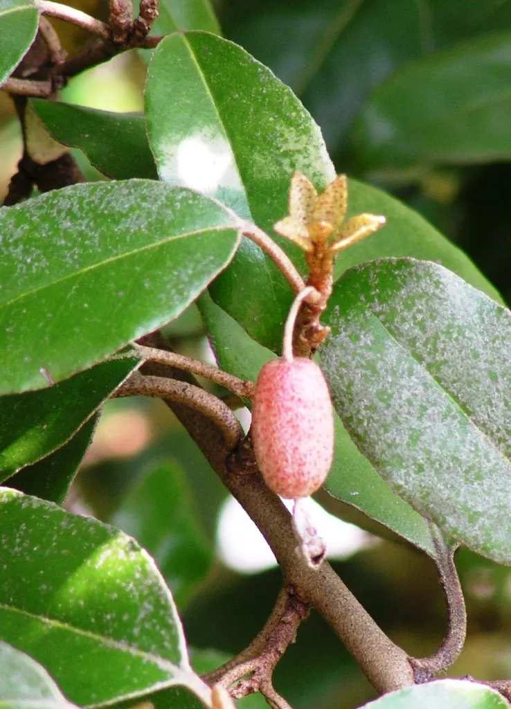 Ebbinge's Silverberry (Elaeagnus X Ebbingei) — consider its use as a hedge