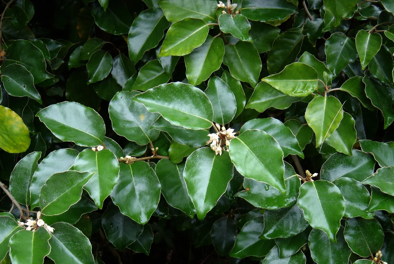 Ebbinge's Silverberry (Elaeagnus X Ebbingei) — This robust plant thrives in a range of soil types and conditions