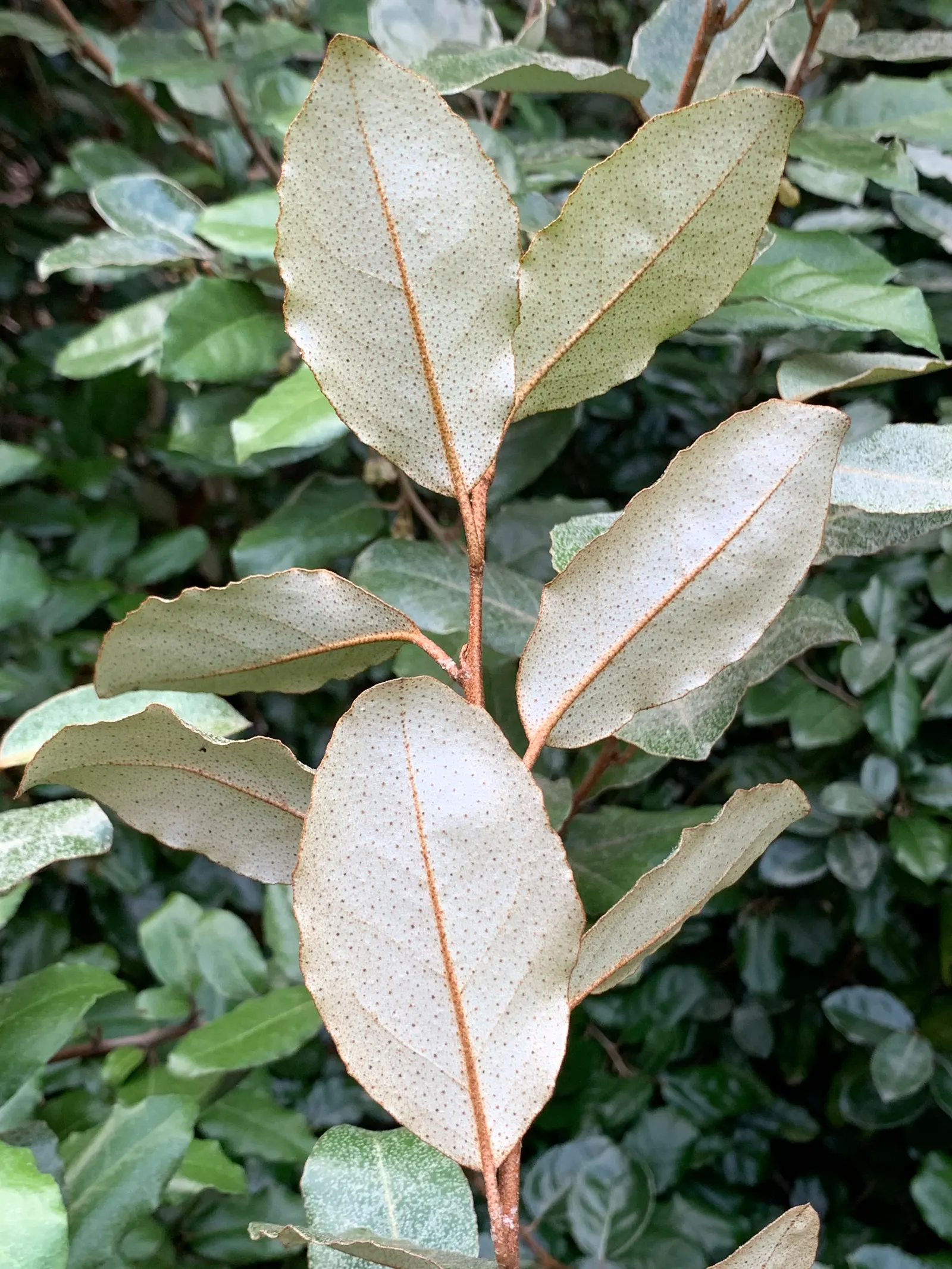 Ebbinge's Silverberry (Elaeagnus X Ebbingei) — is an evergreen shrub that typically reaches 8-10 ft tall and wide; rounded form that provides substantial