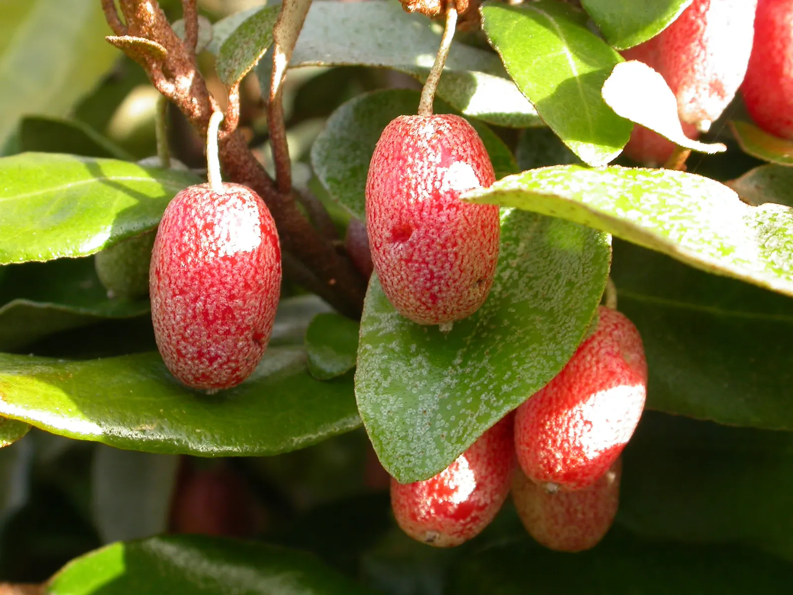 Ebbinge's Silverberry (Elaeagnus X Ebbingei) — commonly referred to as Ebbinge's Silverberry