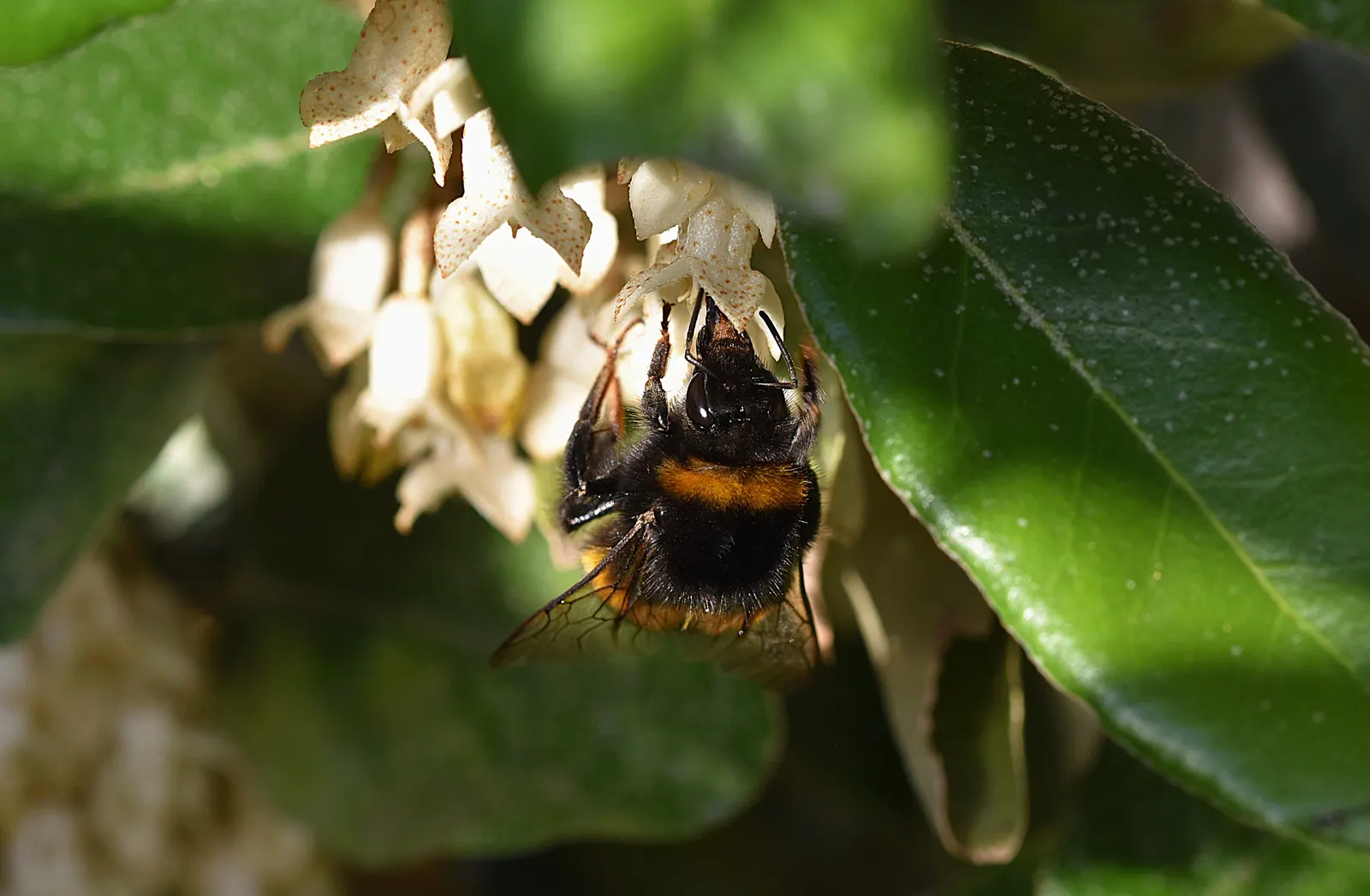 Ebbinge's Silverberry (Elaeagnus X Ebbingei) — The foliage presents a dual-toned effect; dark green leaves are adorned with silver undersides