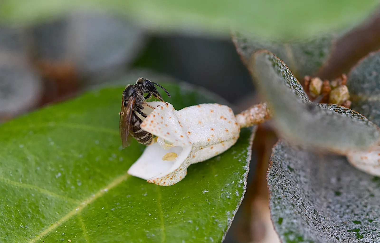 Ebbinge's Silverberry (Elaeagnus X Ebbingei) — commonly called Ebbinge's Silverberry