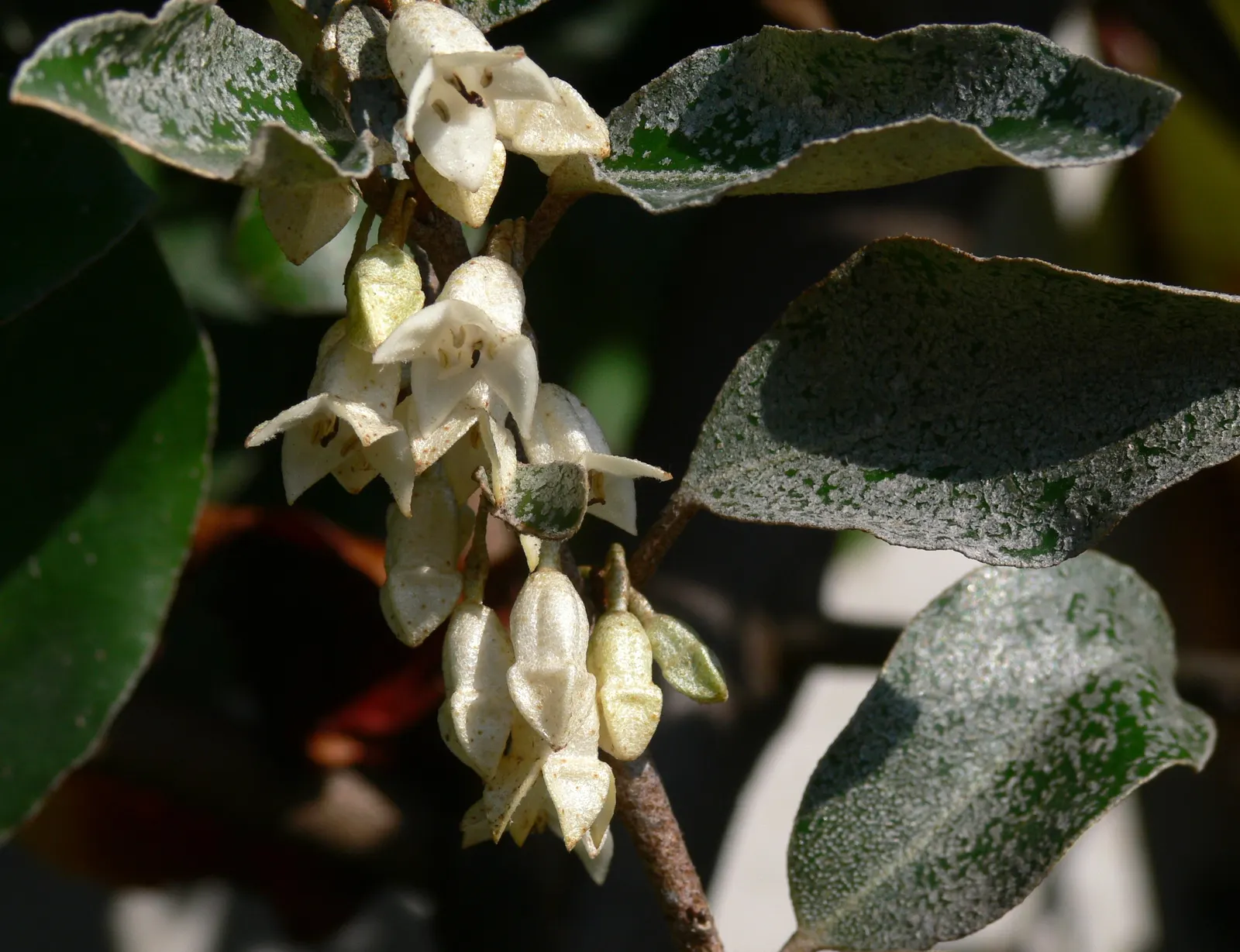 Ebbinge's Silverberry (Elaeagnus X Ebbingei) — rounded form that provides substantial coverage and privacy