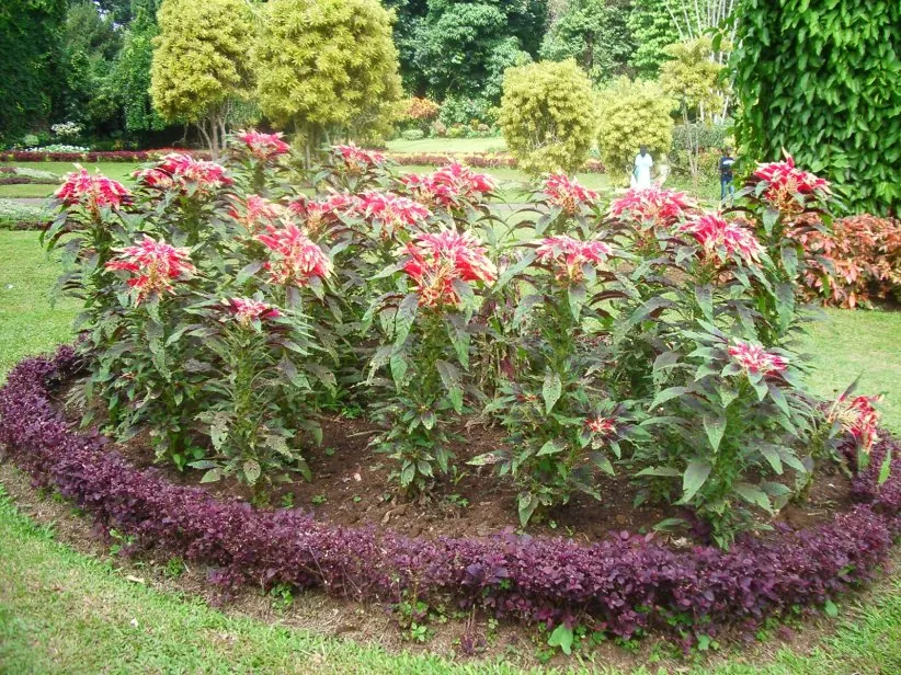 Joseph's Coat (Amaranthus Tricolor) — Ideal for adding a splash of color to borders or as a striking focal point in garden beds