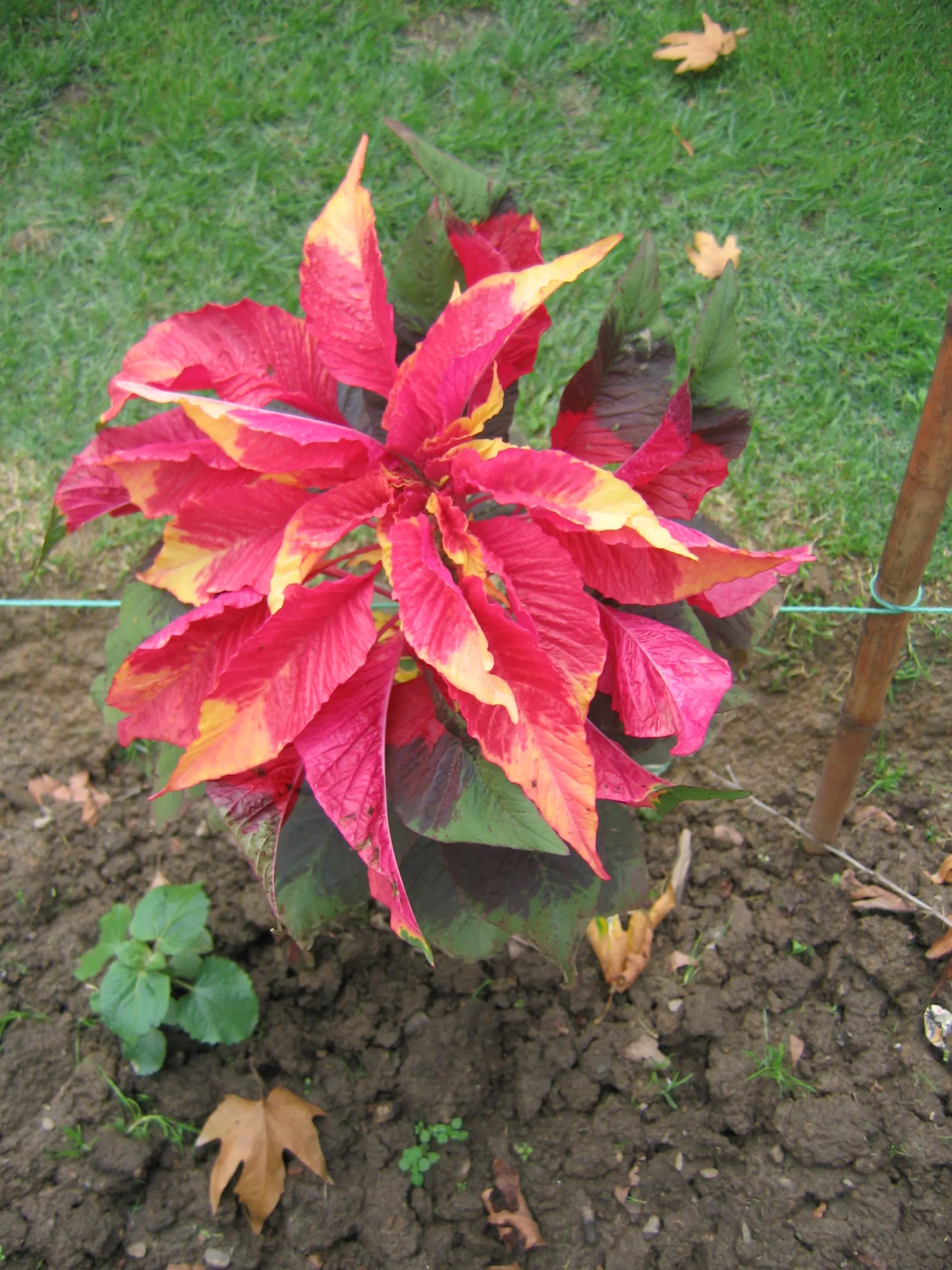 Joseph's Coat (Amaranthus Tricolor) — commonly referred to as Joseph's Coat