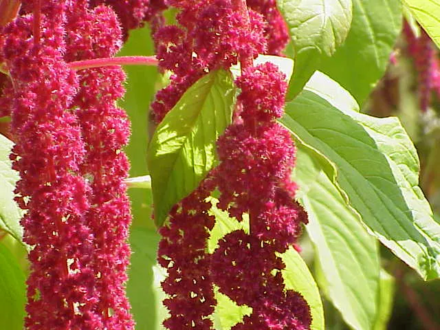 Joseph's Coat (Amaranthus Tricolor) — Low maintenance and drought tolerant once established
