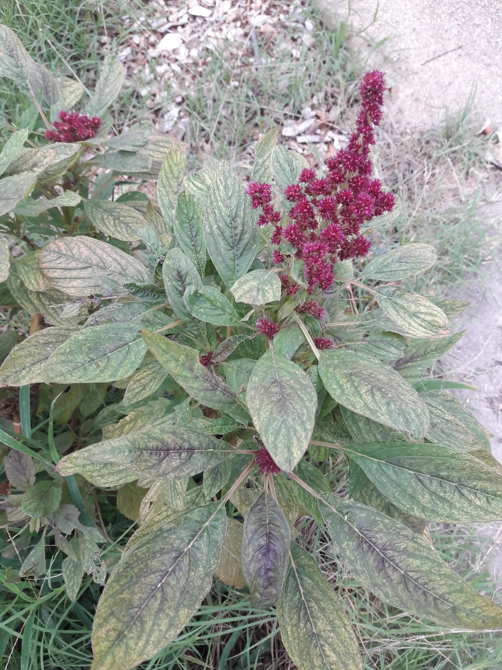 Joseph's Coat (Amaranthus Tricolor) — is an ornamental annual boasting vibrant foliage with streaks of red; this herbaceous annual can attain a height of 3 to
