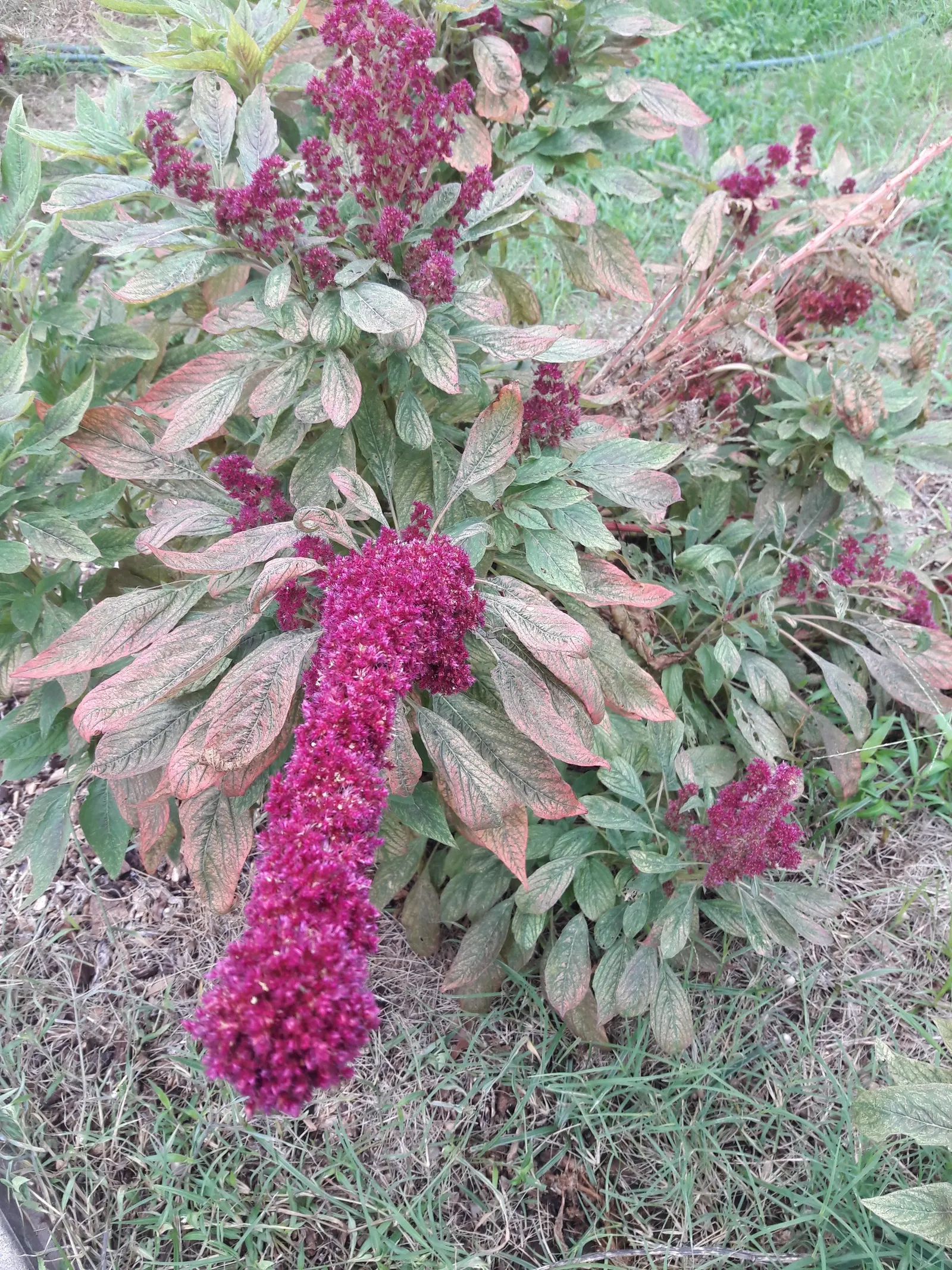 Joseph's Coat (Amaranthus Tricolor) — Low maintenance and drought tolerant once established; this herbaceous annual can attain a height of 3 to 5 feet with a