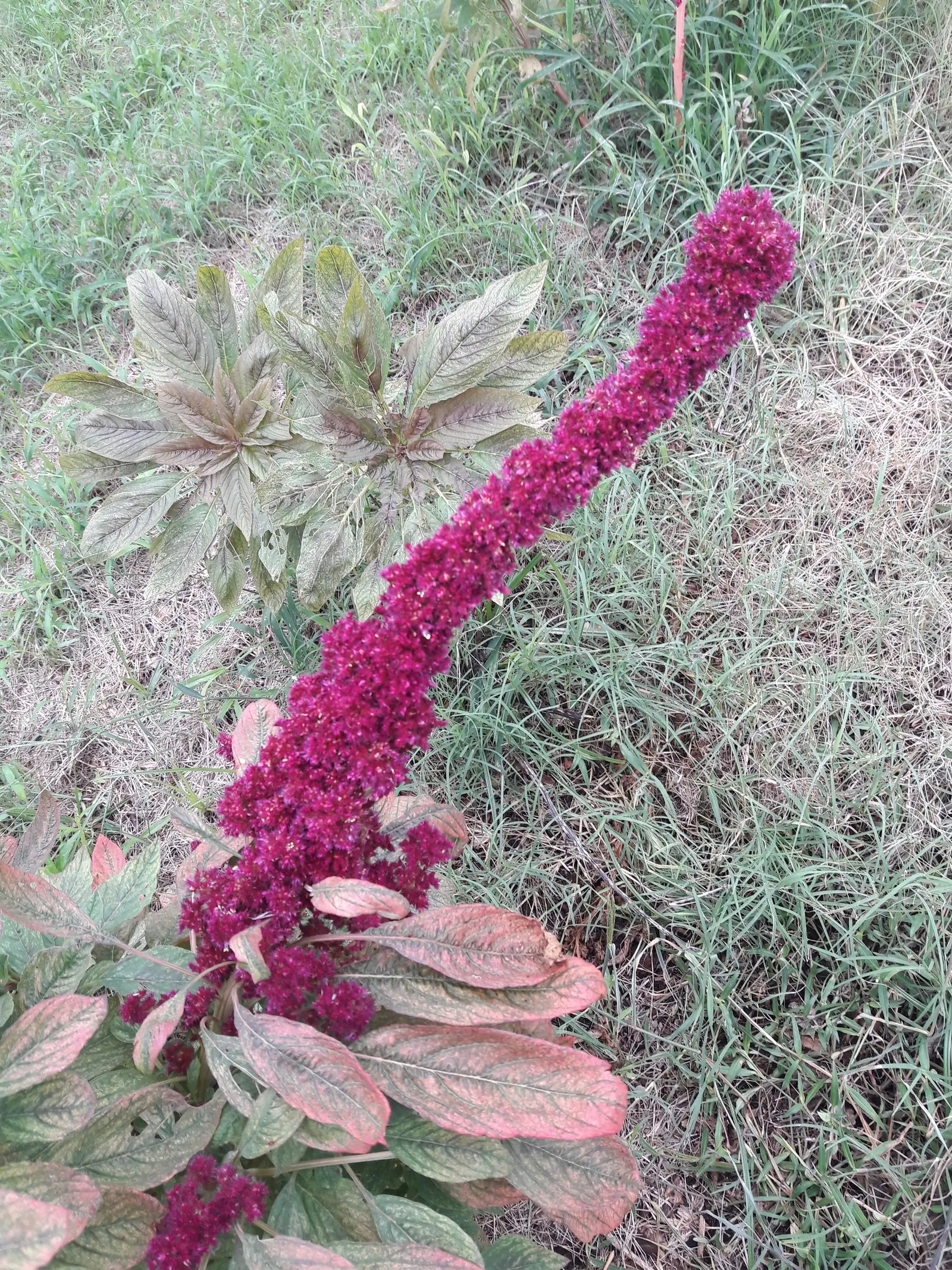 Joseph's Coat (Amaranthus Tricolor) — annual for full