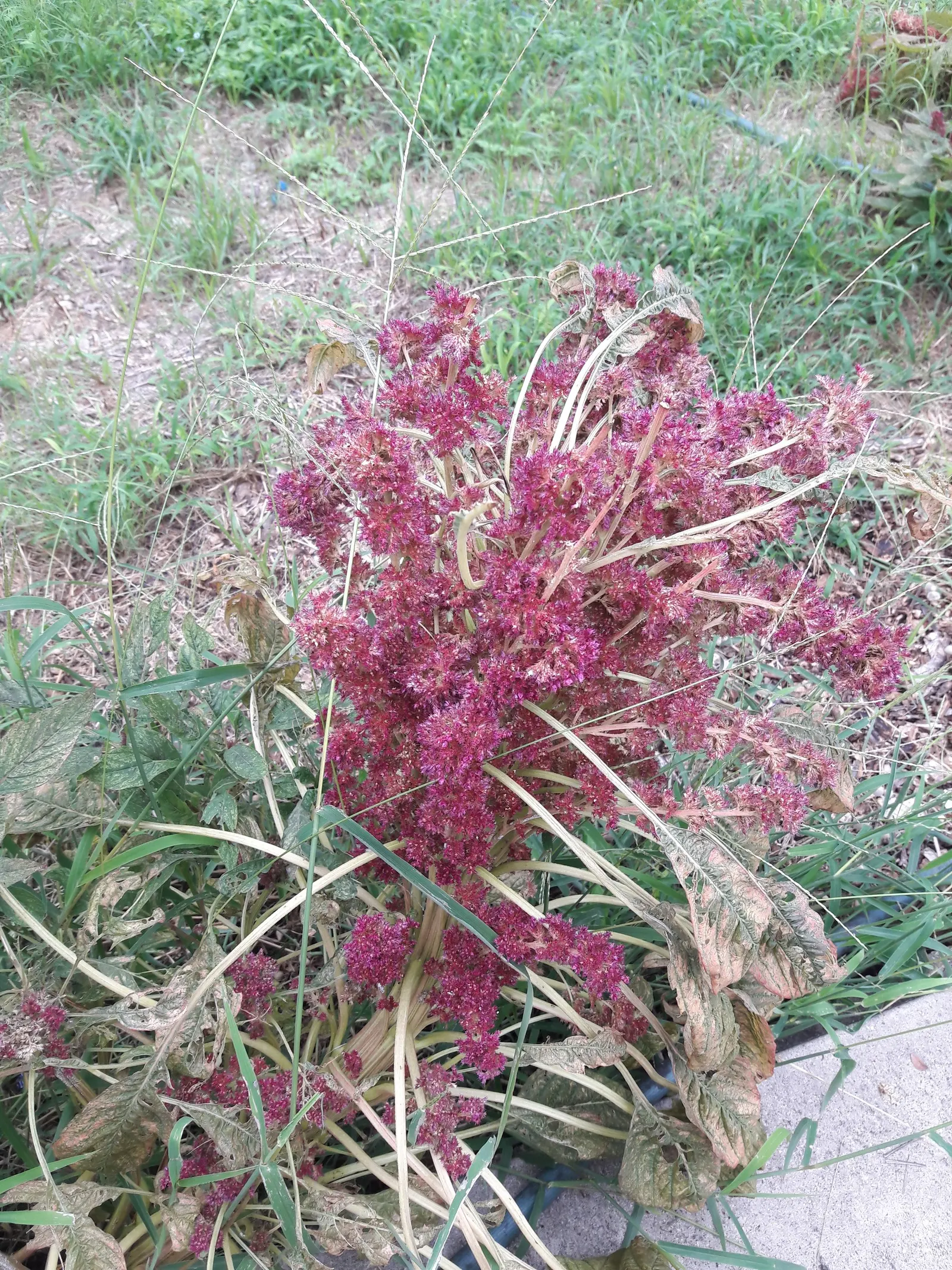 Joseph's Coat (Amaranthus Tricolor) — commonly known as Joseph's Coat