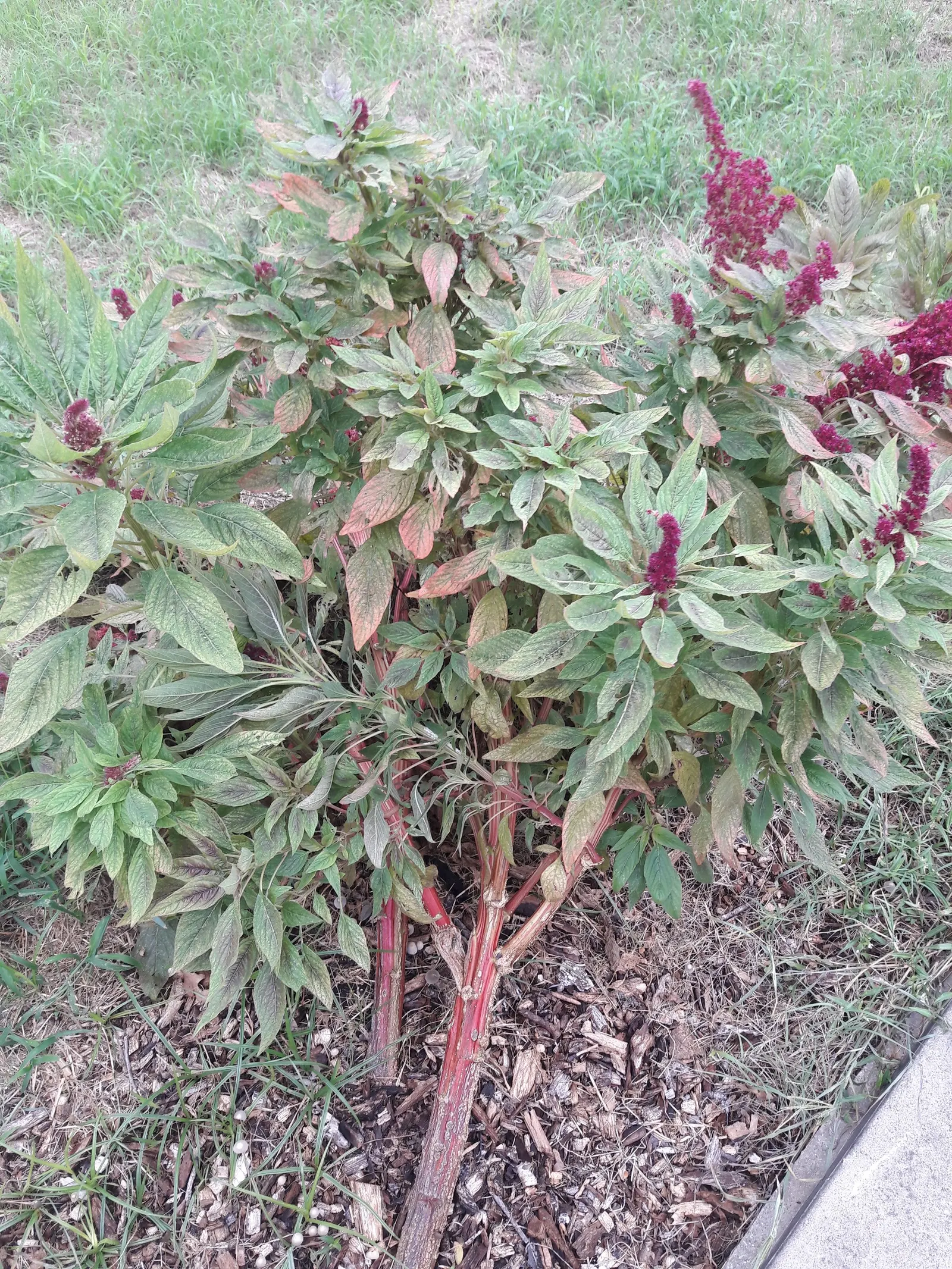 Joseph's Coat (Amaranthus Tricolor) — Grows 3-5 feet high and 2-3 feet wide