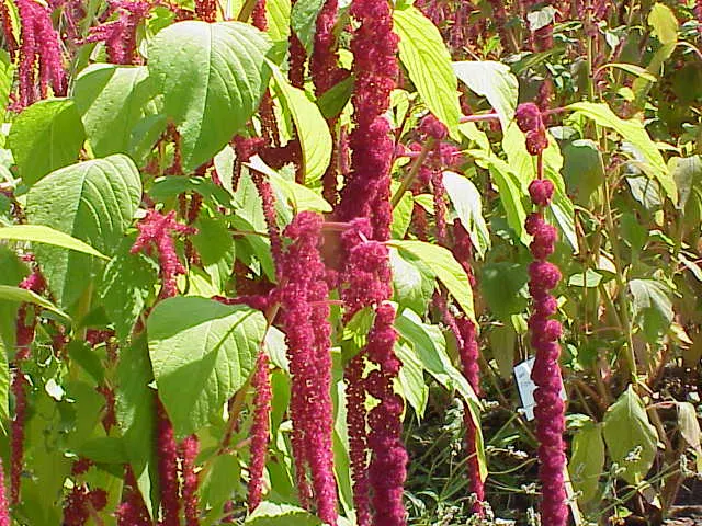 Joseph's Coat (Amaranthus Tricolor) — Prefers full sun and well-drained soil