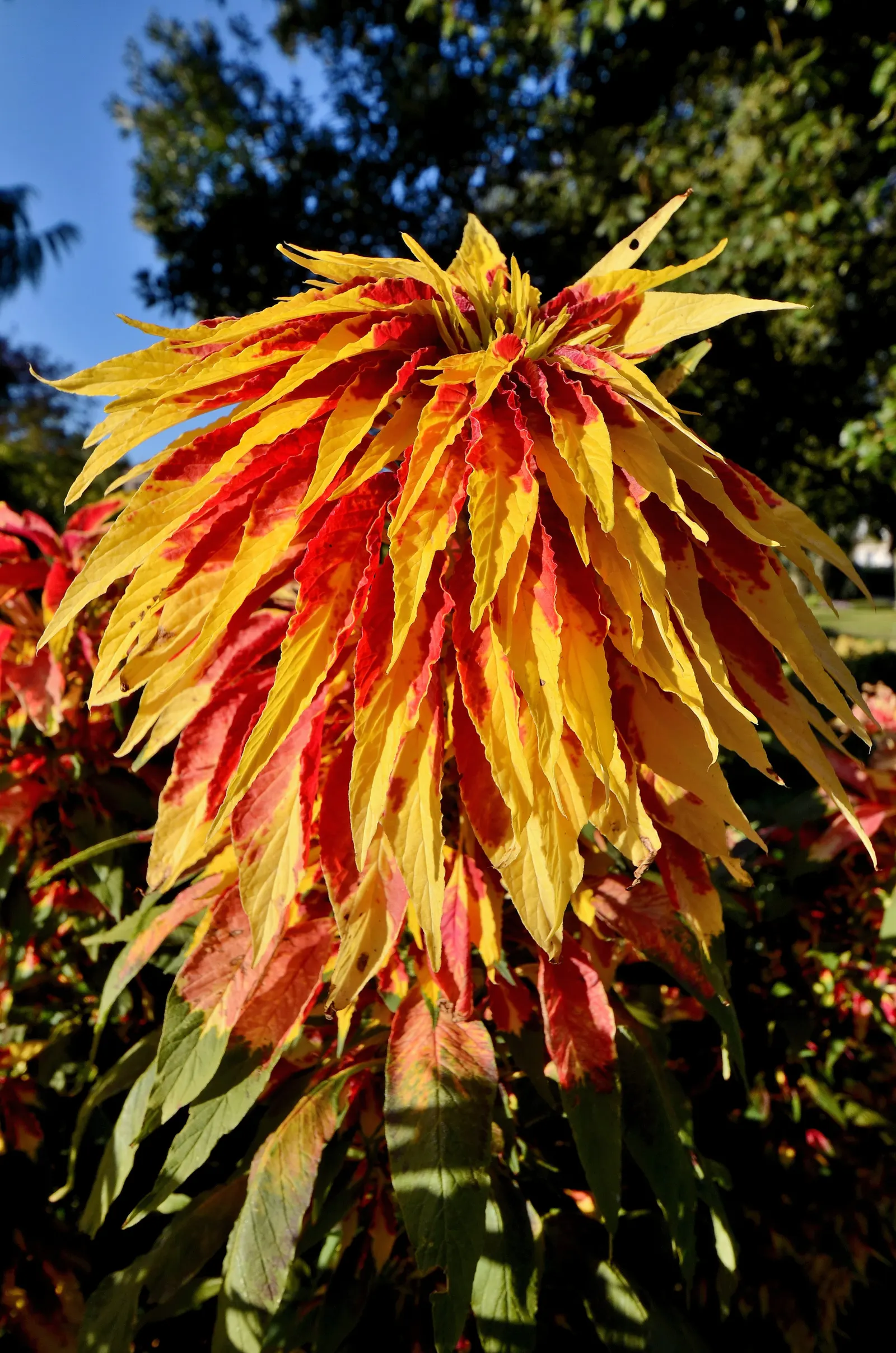 Joseph's Coat (Amaranthus Tricolor) — showcase a spectacular array of colors ranging from deep crimson to fiery orange and bright yellow