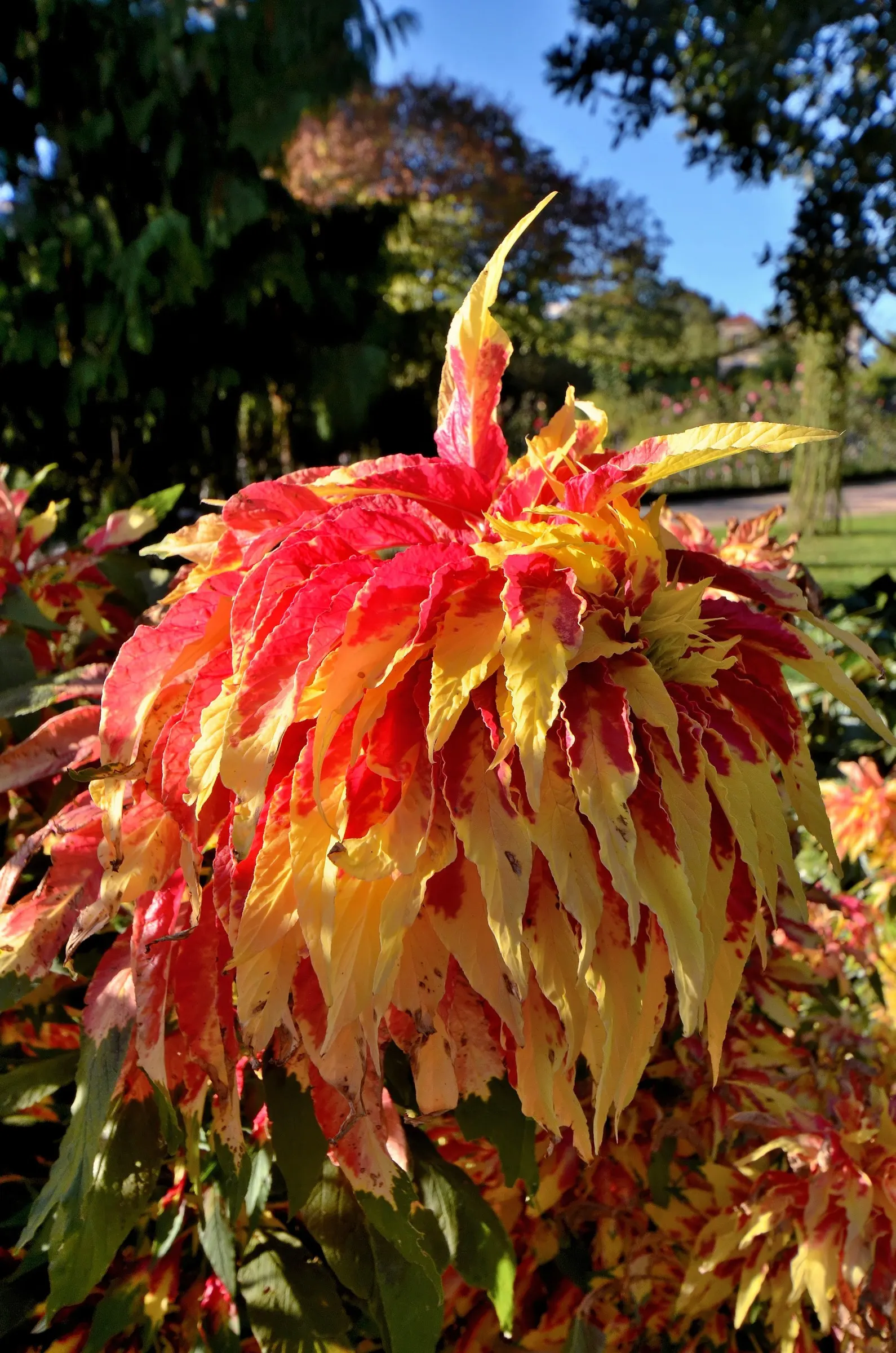 Joseph's Coat (Amaranthus Tricolor) — This herbaceous annual can attain a height of 3 to 5 feet with a spread of 2 to 3 feet
