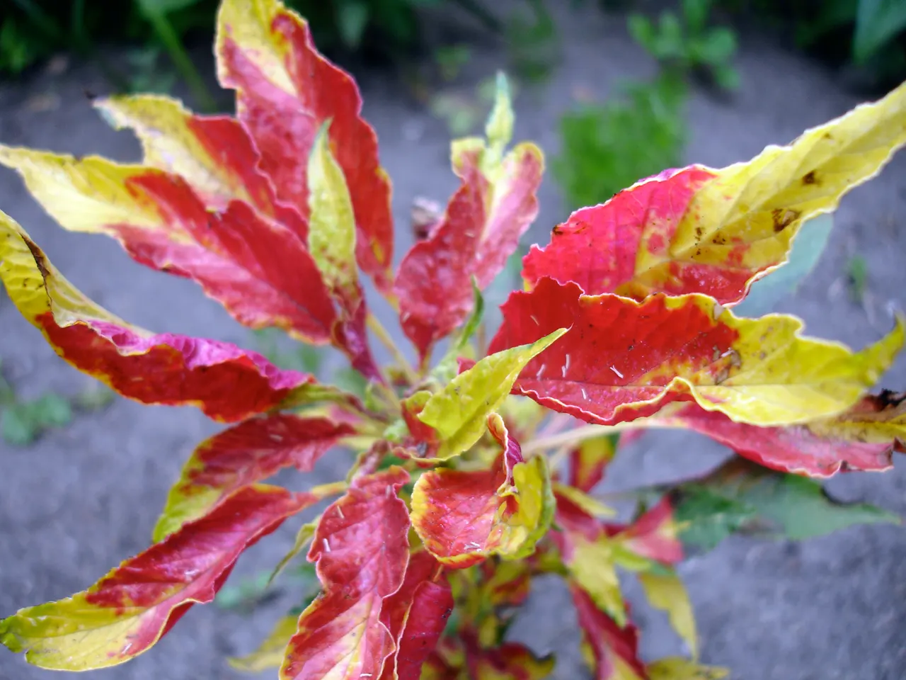 Joseph's Coat (Amaranthus Tricolor) — Grows 3-5 feet high and 2-3 feet wide; adding an extra layer of life and activity to the landscape