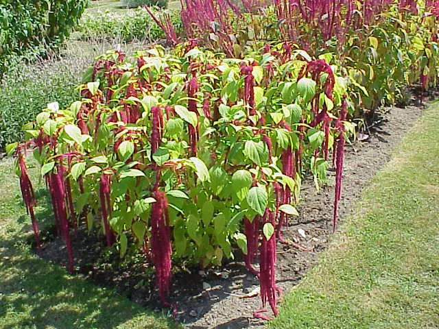 Joseph's Coat (Amaranthus Tricolor) — Suitable for USDA zones 2-11