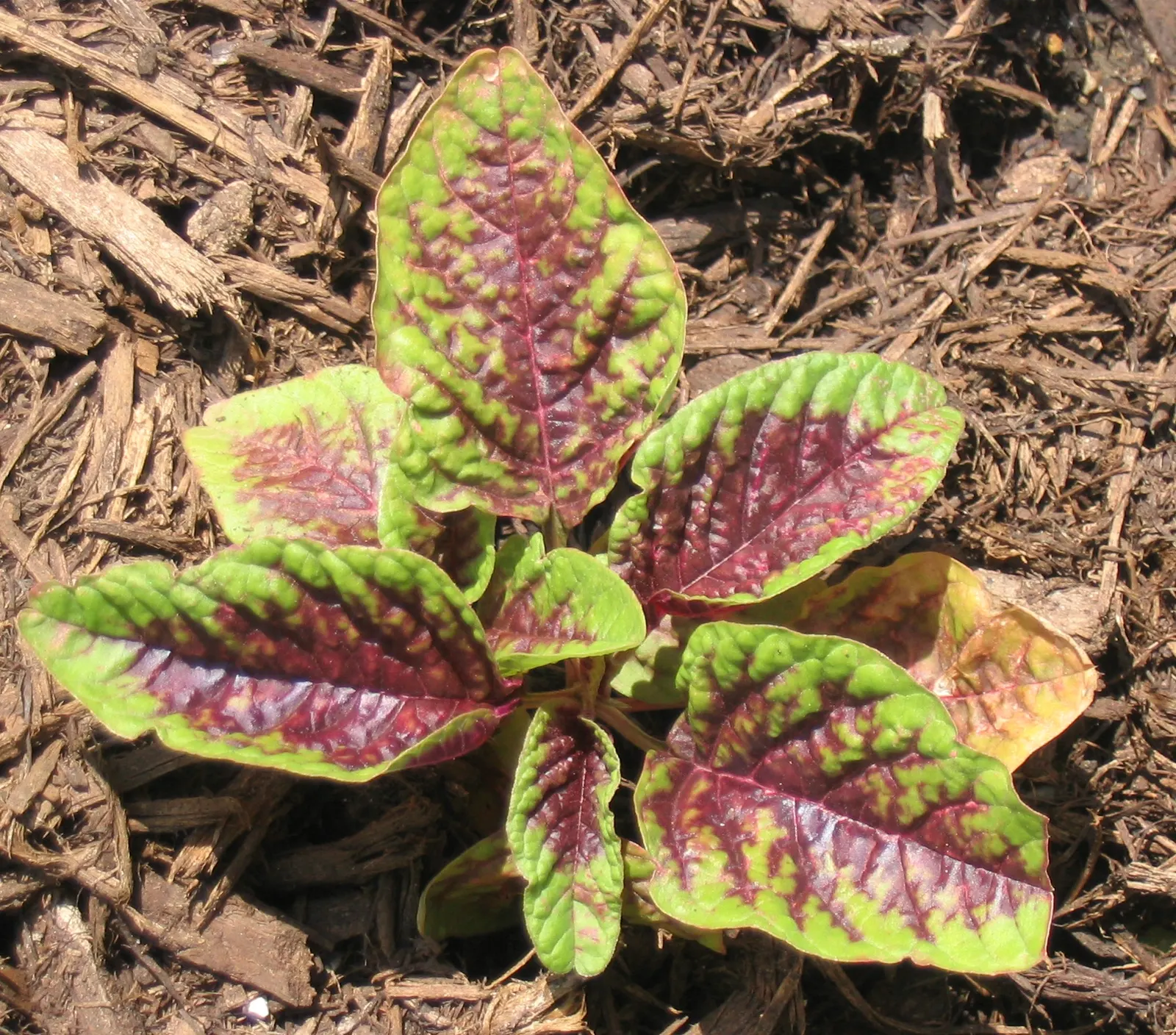 Joseph's Coat (Amaranthus Tricolor) — adding an extra layer of life and activity to the landscape