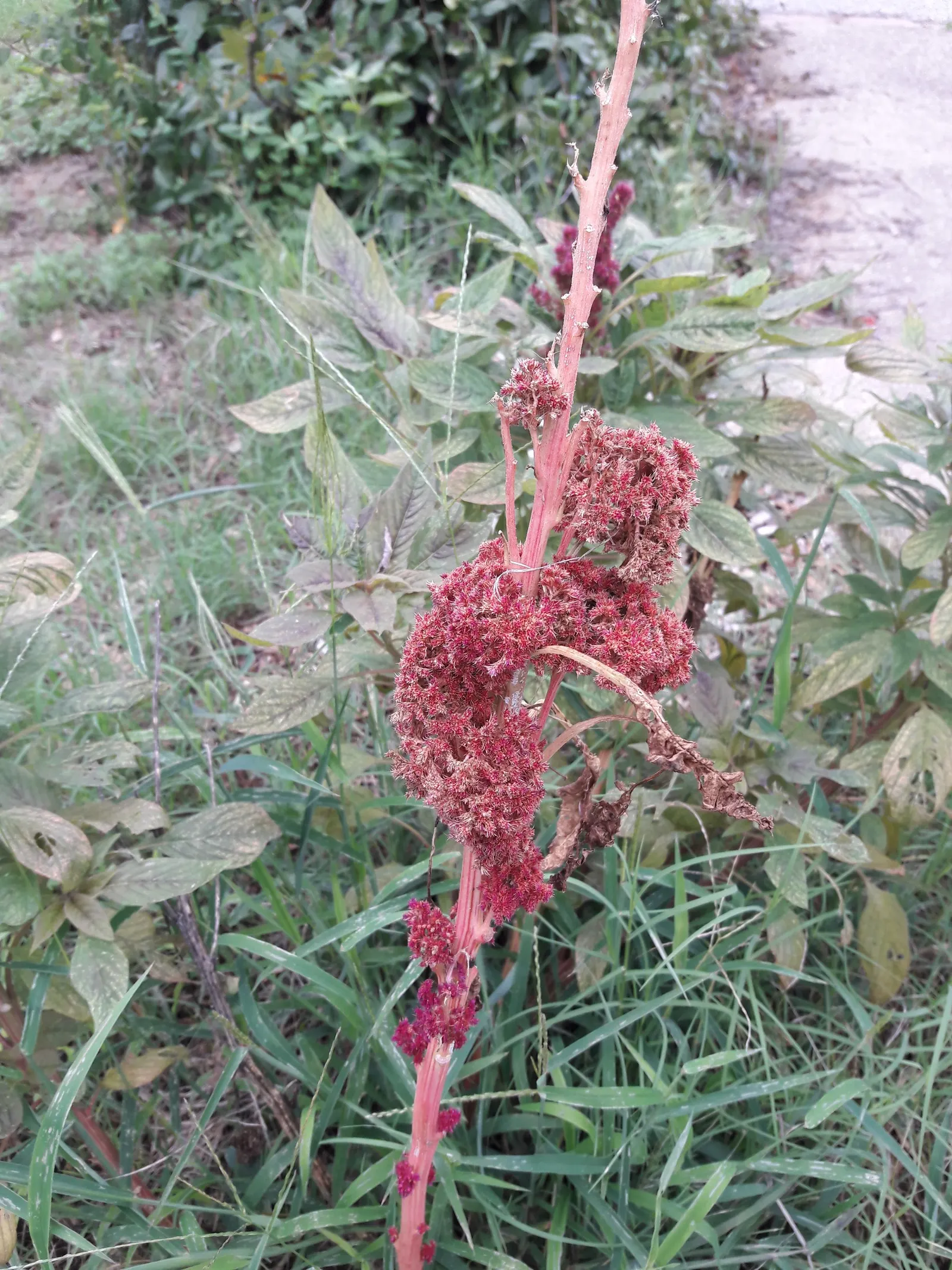 Joseph's Coat (Amaranthus Tricolor) — Although drought-tolerant once established