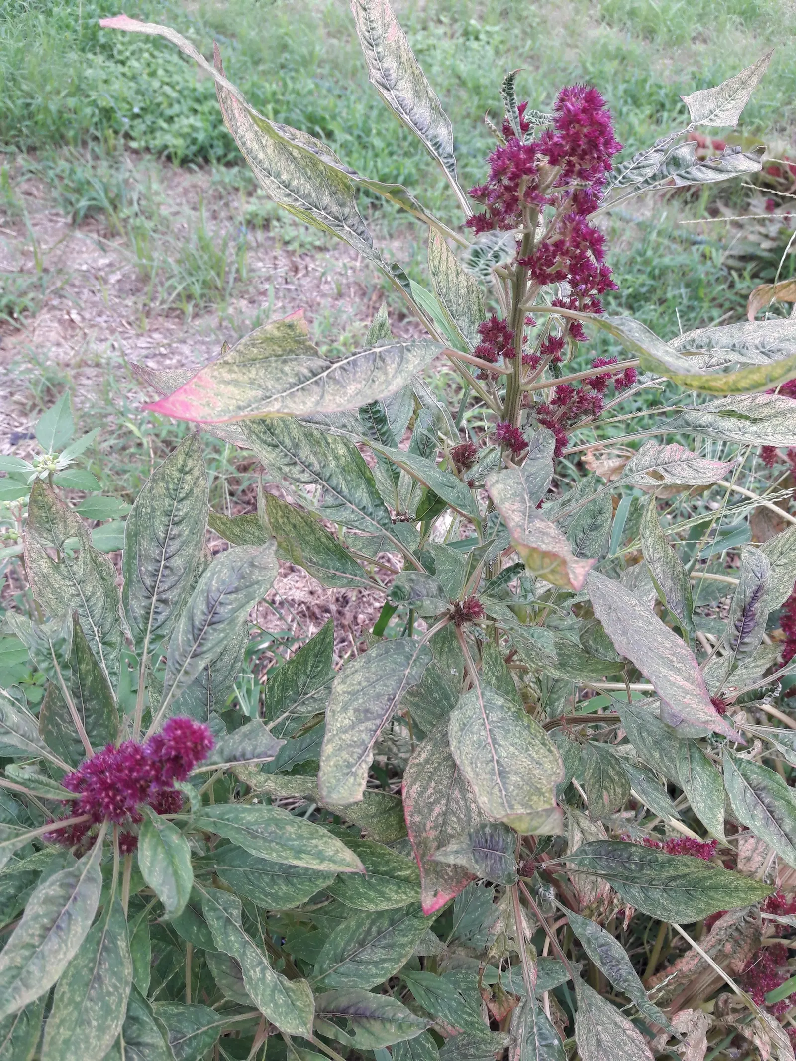 Joseph's Coat (Amaranthus Tricolor) — A gardener looking for year-round interest can utilize the dried flower spikes for indoor arrangements