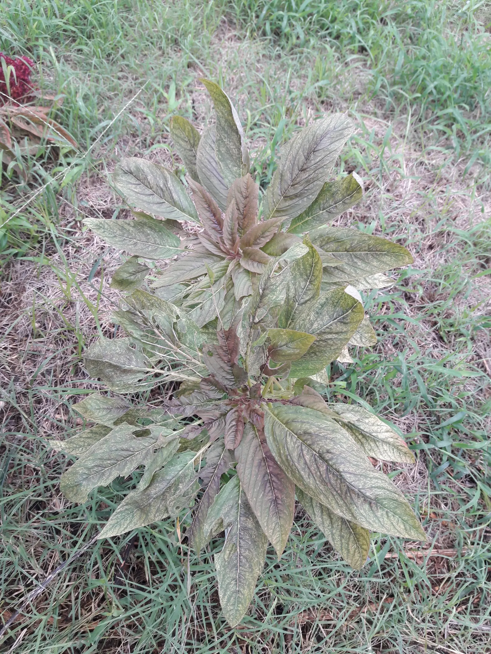Joseph's Coat (Amaranthus Tricolor) — as ample light is crucial for the development of the richest coloration