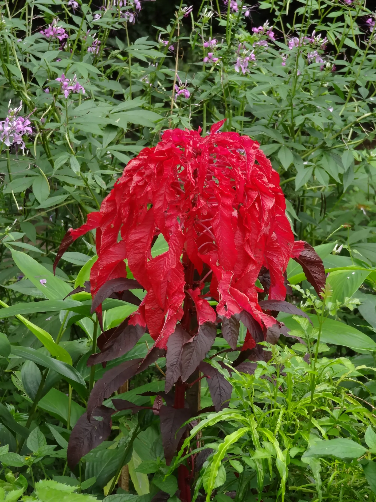 Joseph's Coat (Amaranthus Tricolor) — is a visually striking plant that boasts a kaleidoscope of foliage colors