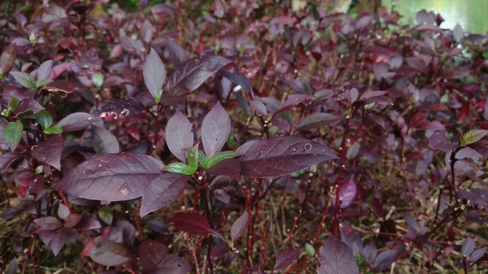 Joseph's Coat (Amaranthus Tricolor) — commonly known as Joseph's Coat; prefers full sun and well-drained soil