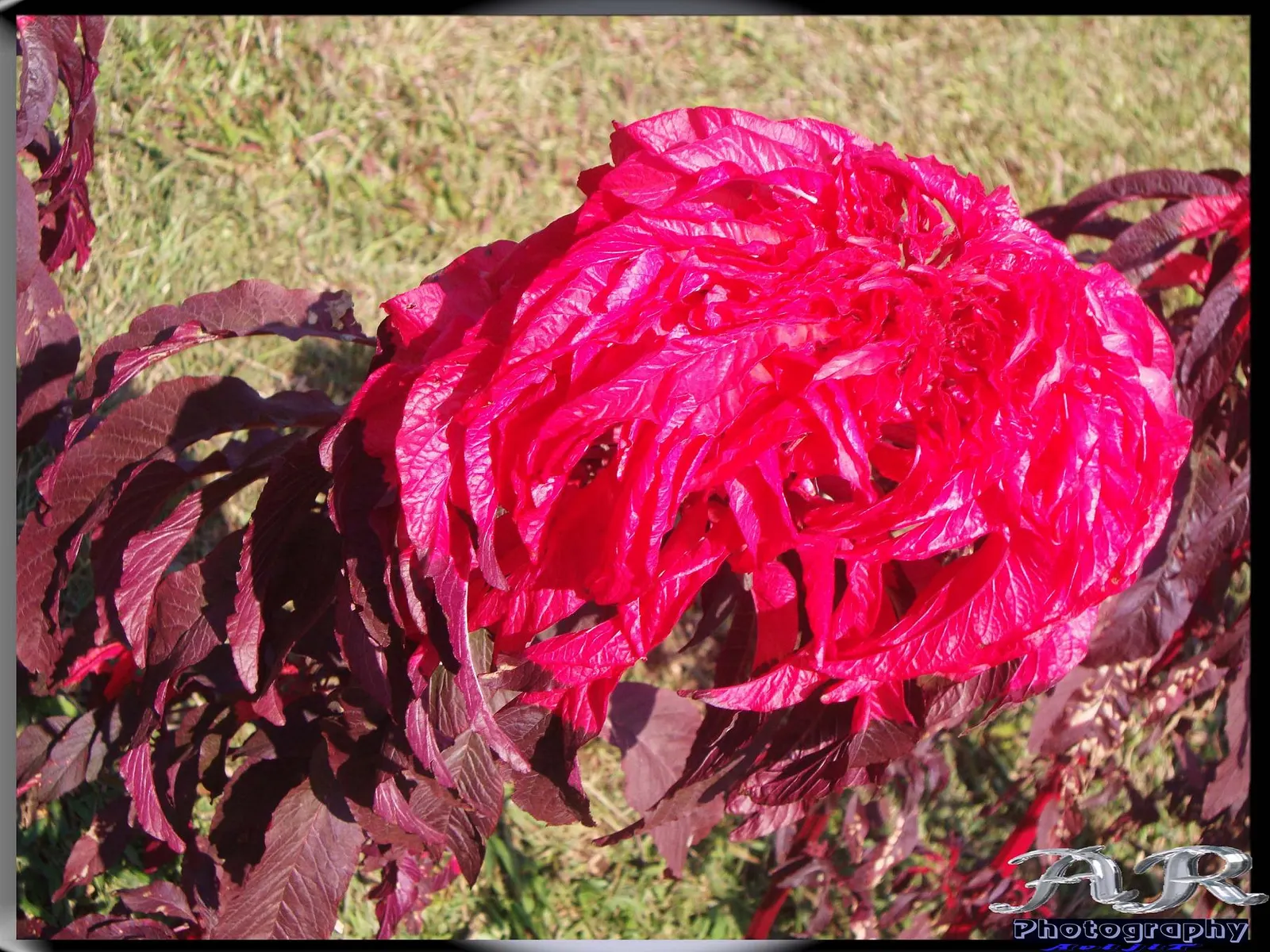 Joseph's Coat (Amaranthus Tricolor) — presenting an upright growth habit that makes it a compelling focal point